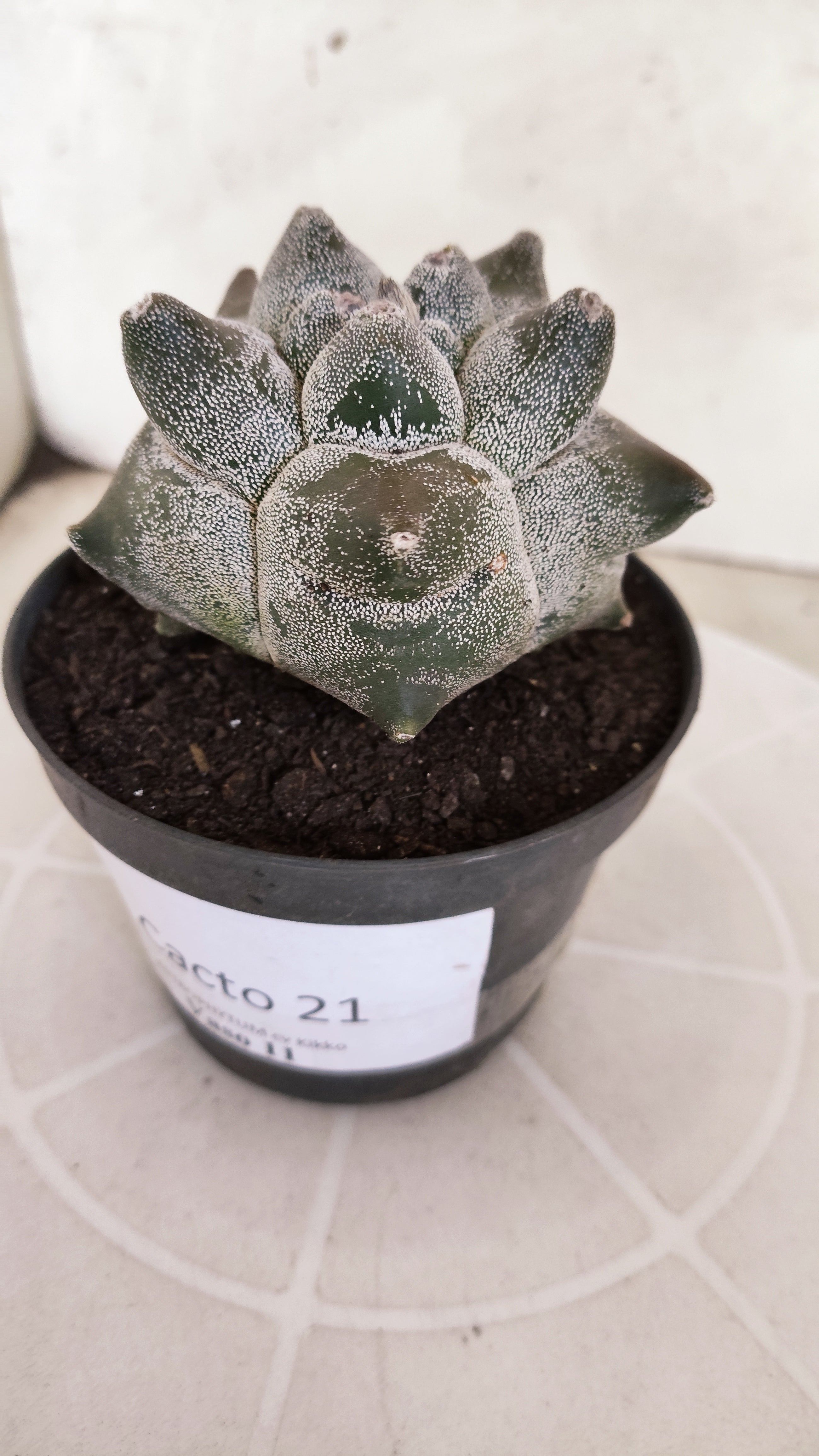 MATRIZ ASTROPHYTUM cv KIKKO   Nº 21 – vaso 11