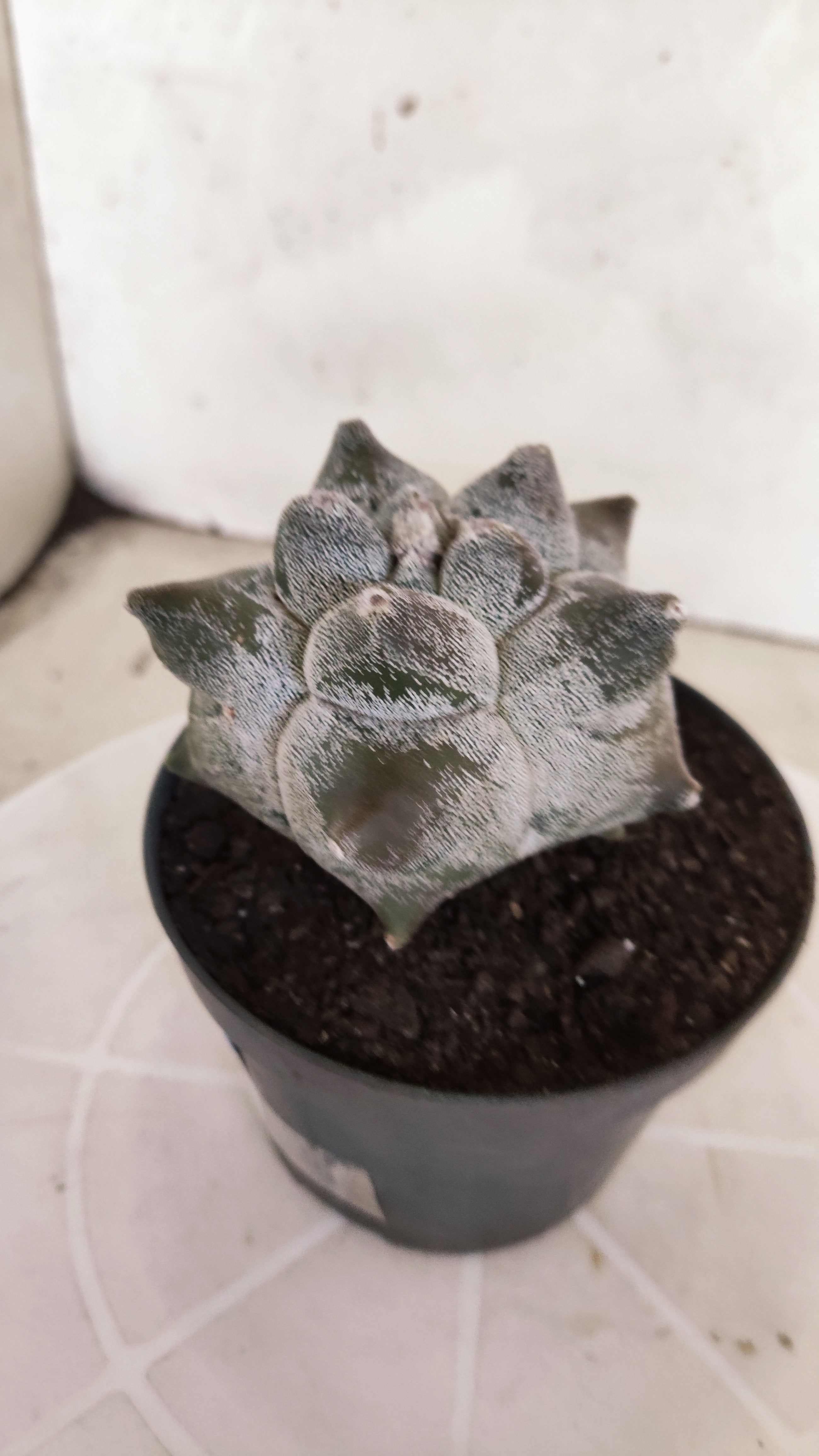 MATRIZ ASTROPHYTUM cv KIKKO   Nº 21 – vaso 11