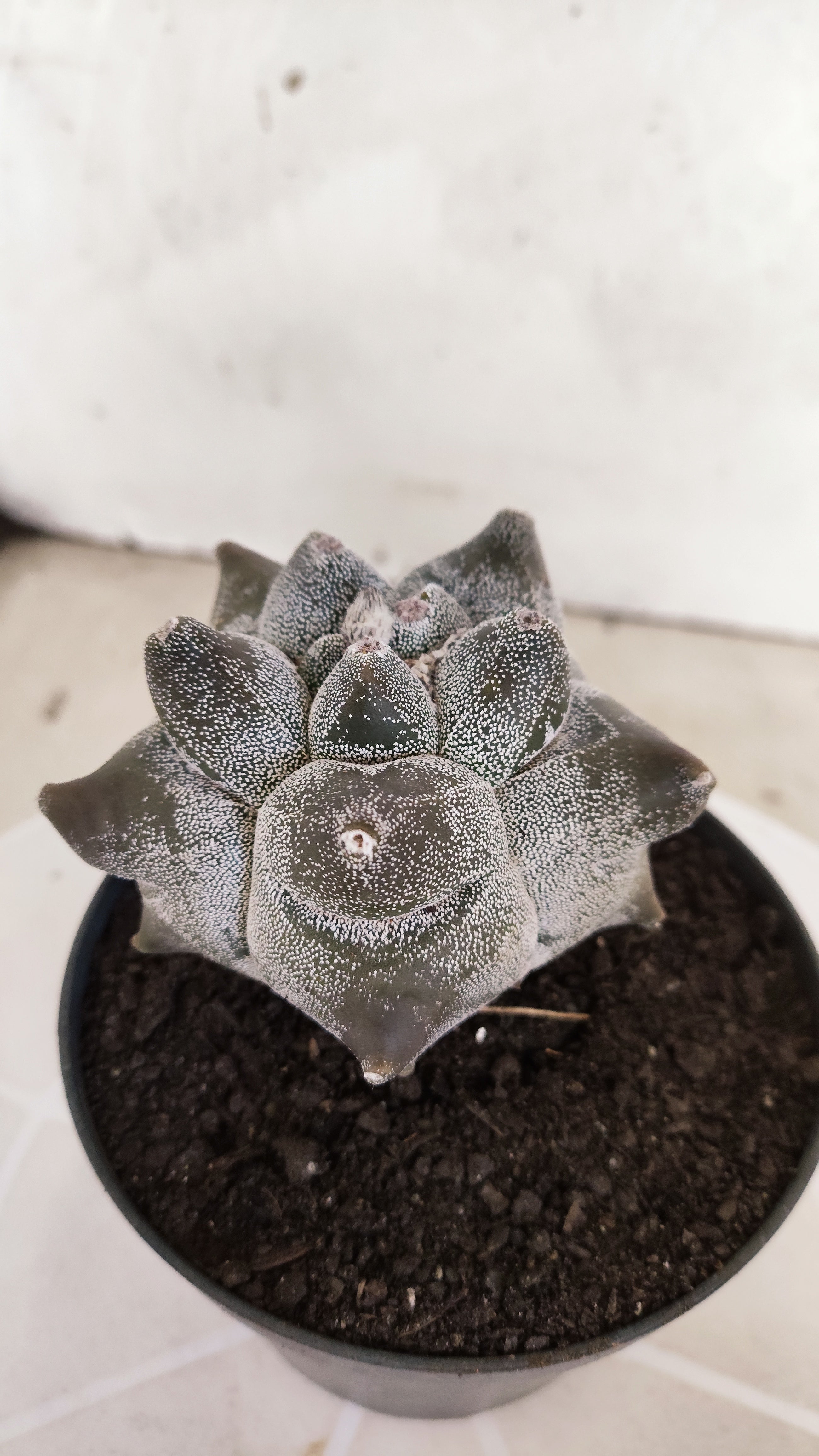 MATRIZ ASTROPHYTUM cv KIKKO   Nº 21 – vaso 11