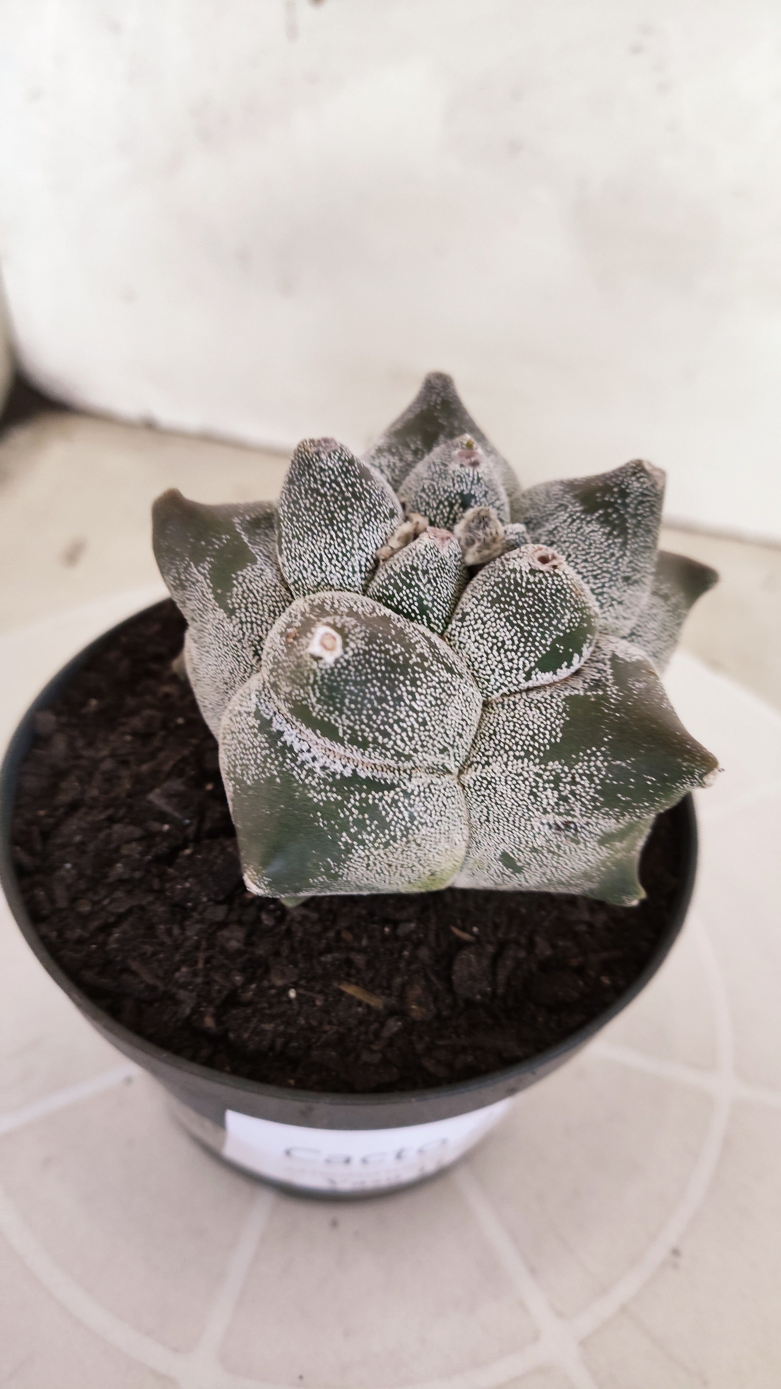 MATRIZ ASTROPHYTUM cv KIKKO   Nº 21 – vaso 11