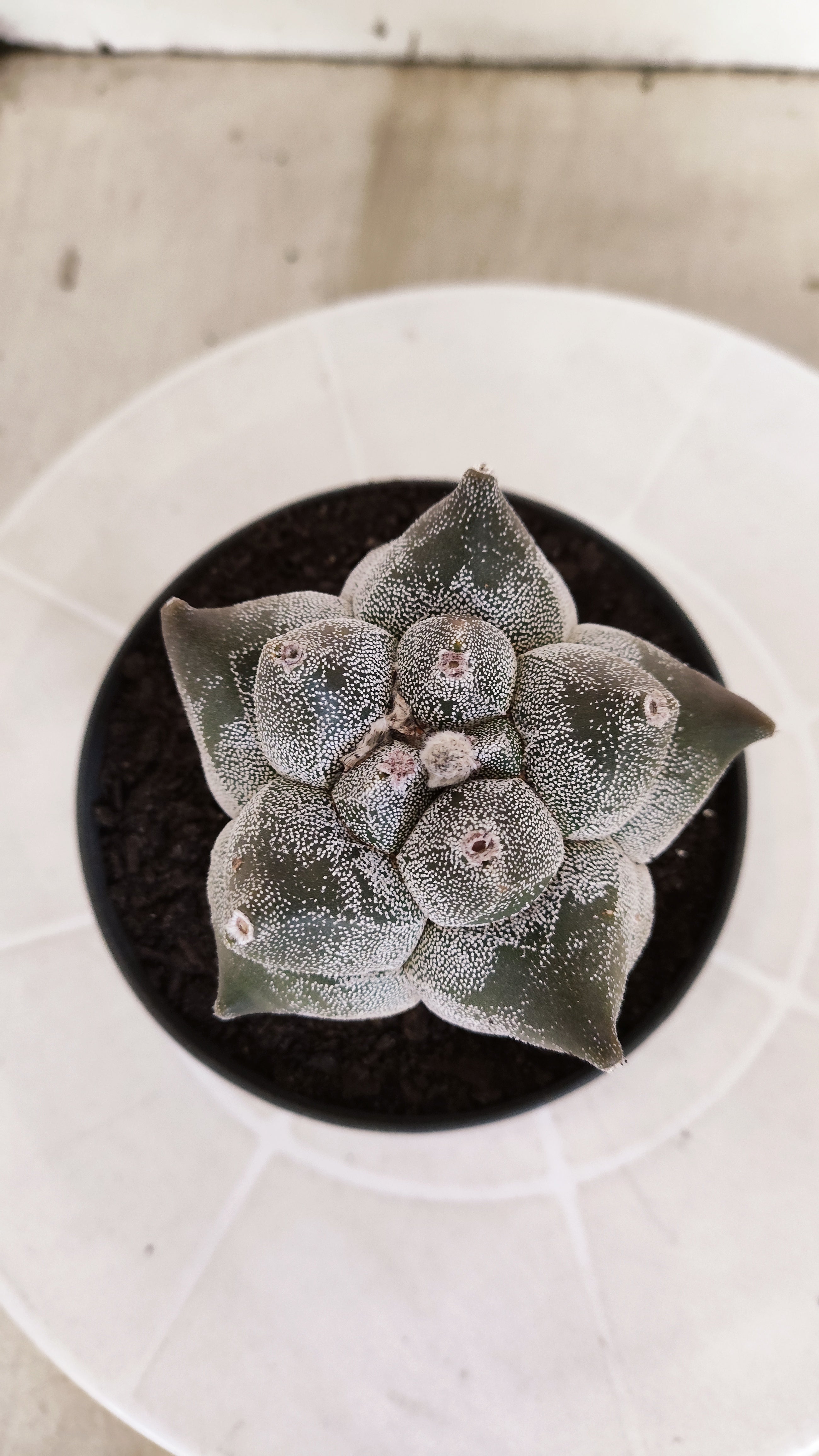 MATRIZ ASTROPHYTUM cv KIKKO   Nº 21 – vaso 11
