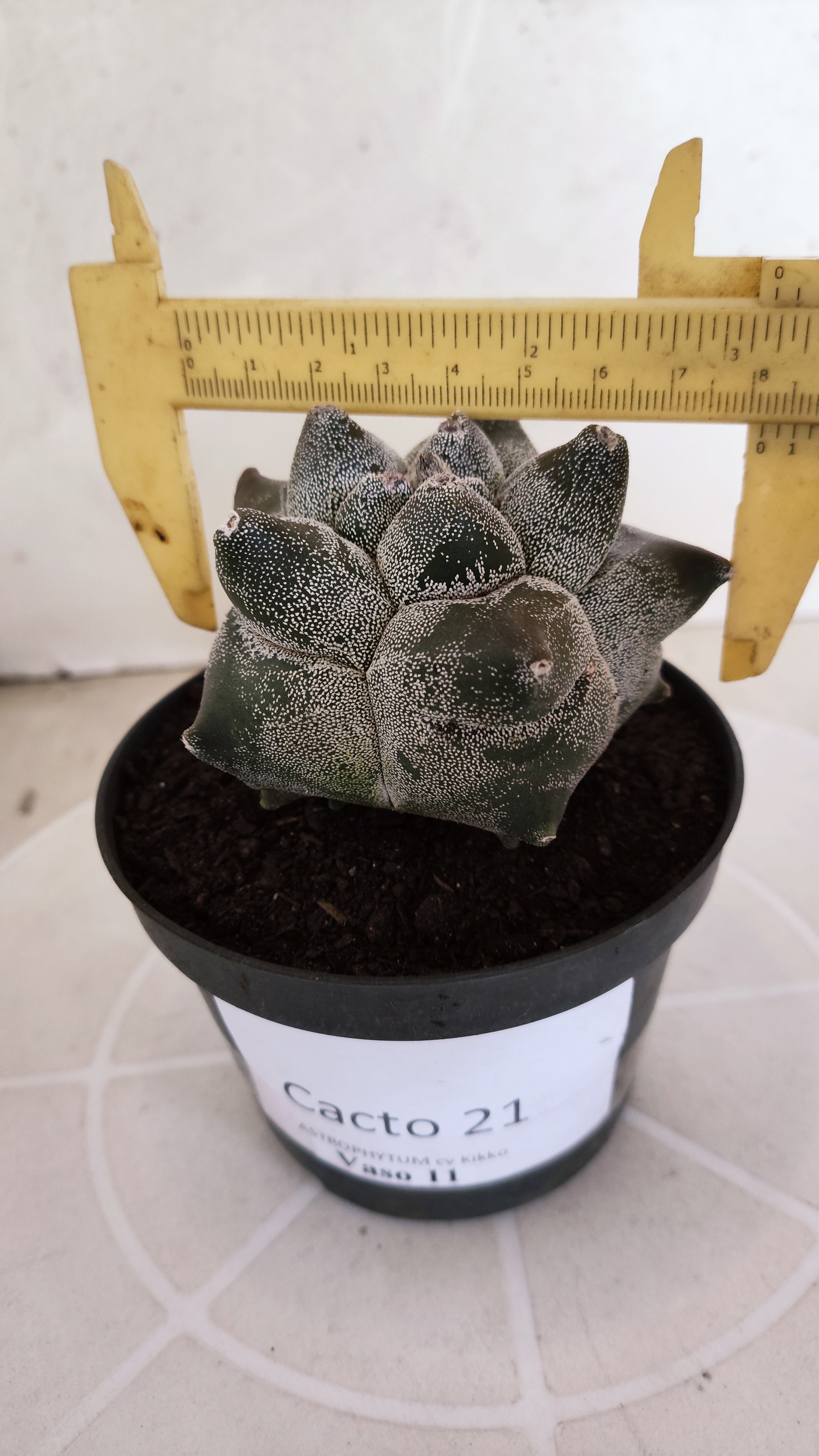 MATRIZ ASTROPHYTUM cv KIKKO   Nº 21 – vaso 11