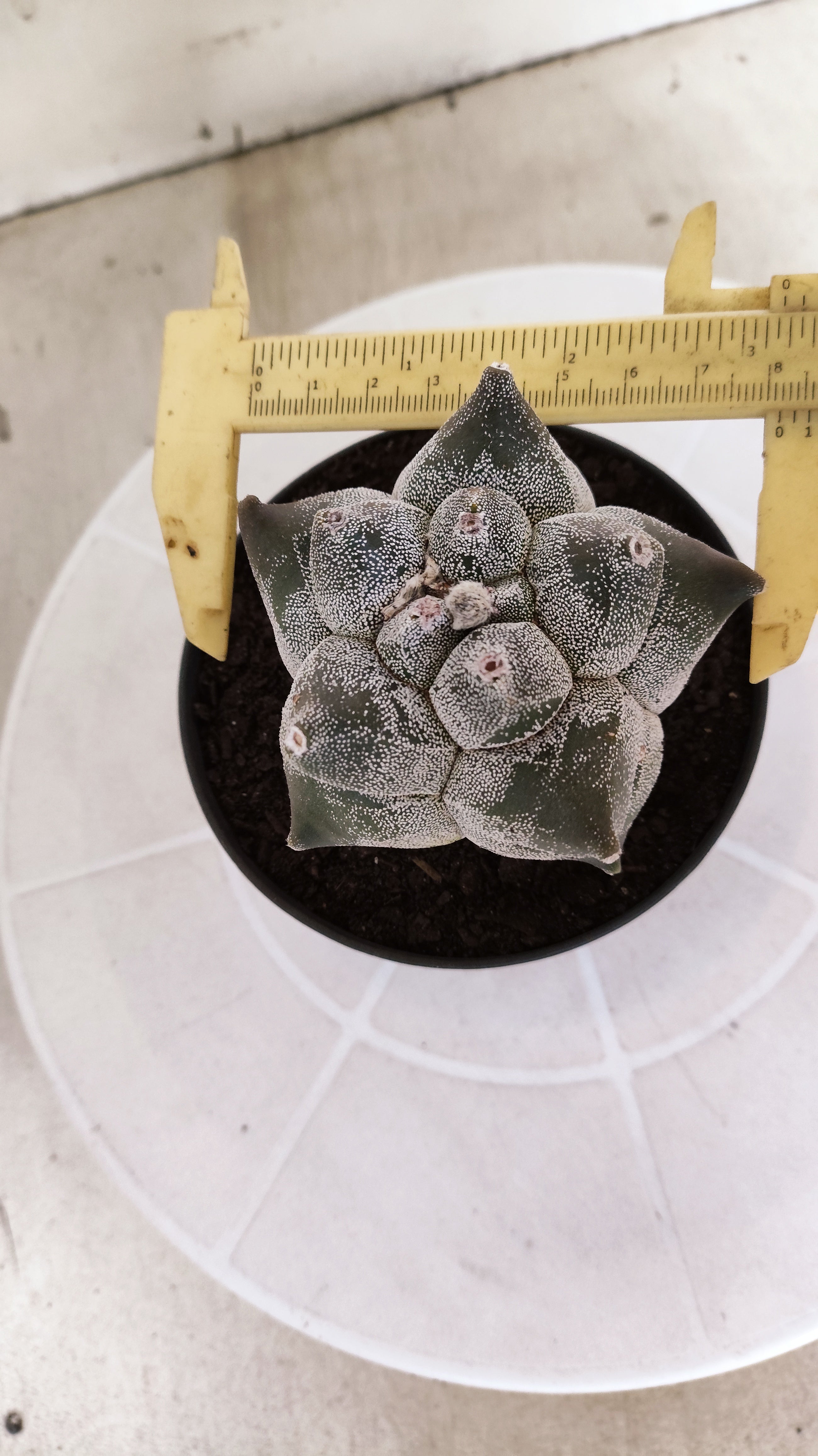 MATRIZ ASTROPHYTUM cv KIKKO   Nº 21 – vaso 11