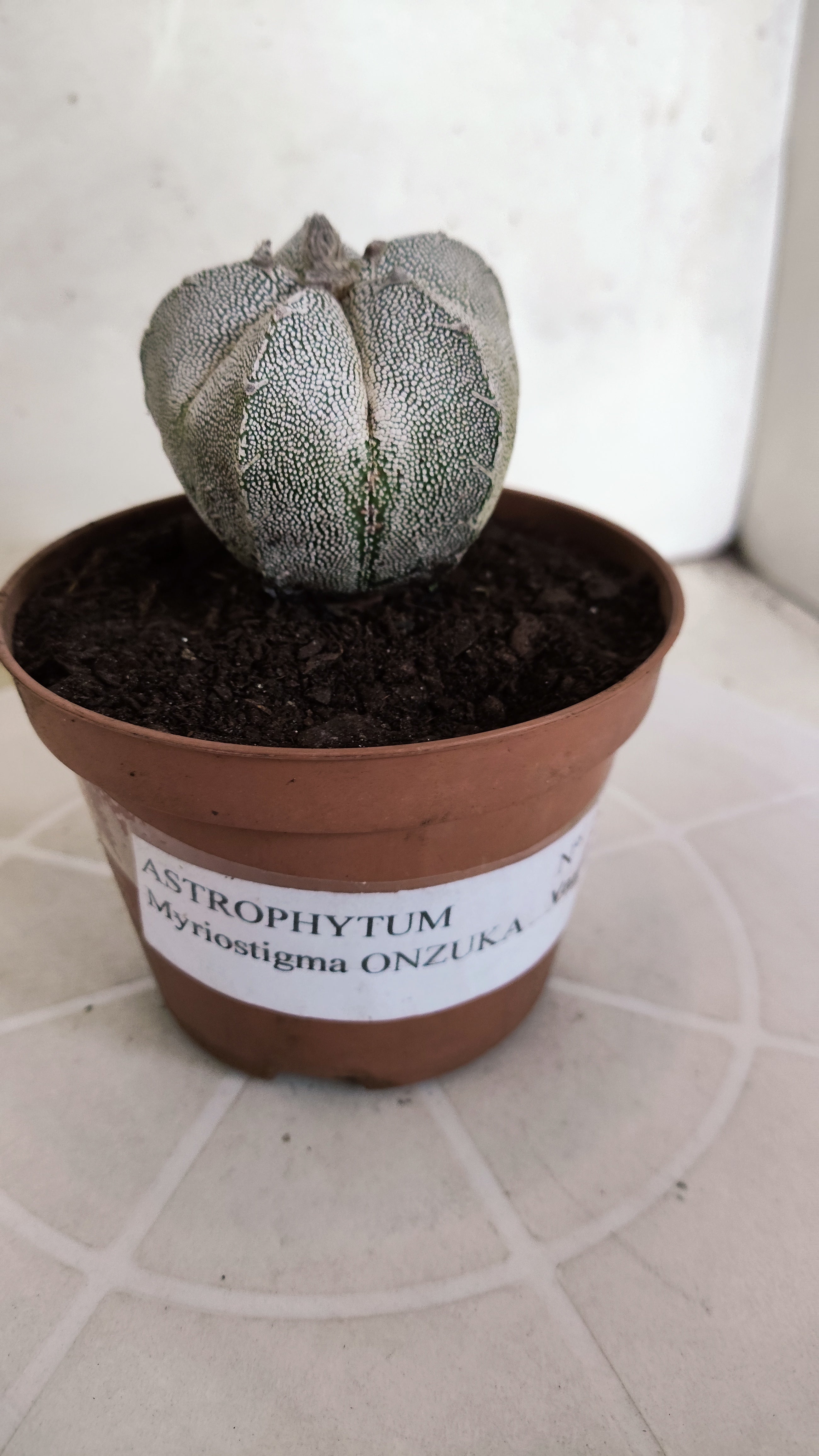 ASTROPHYTUM MYRIOSTIGMA Onzuka "Vtype"  Nº 24 – vaso 11