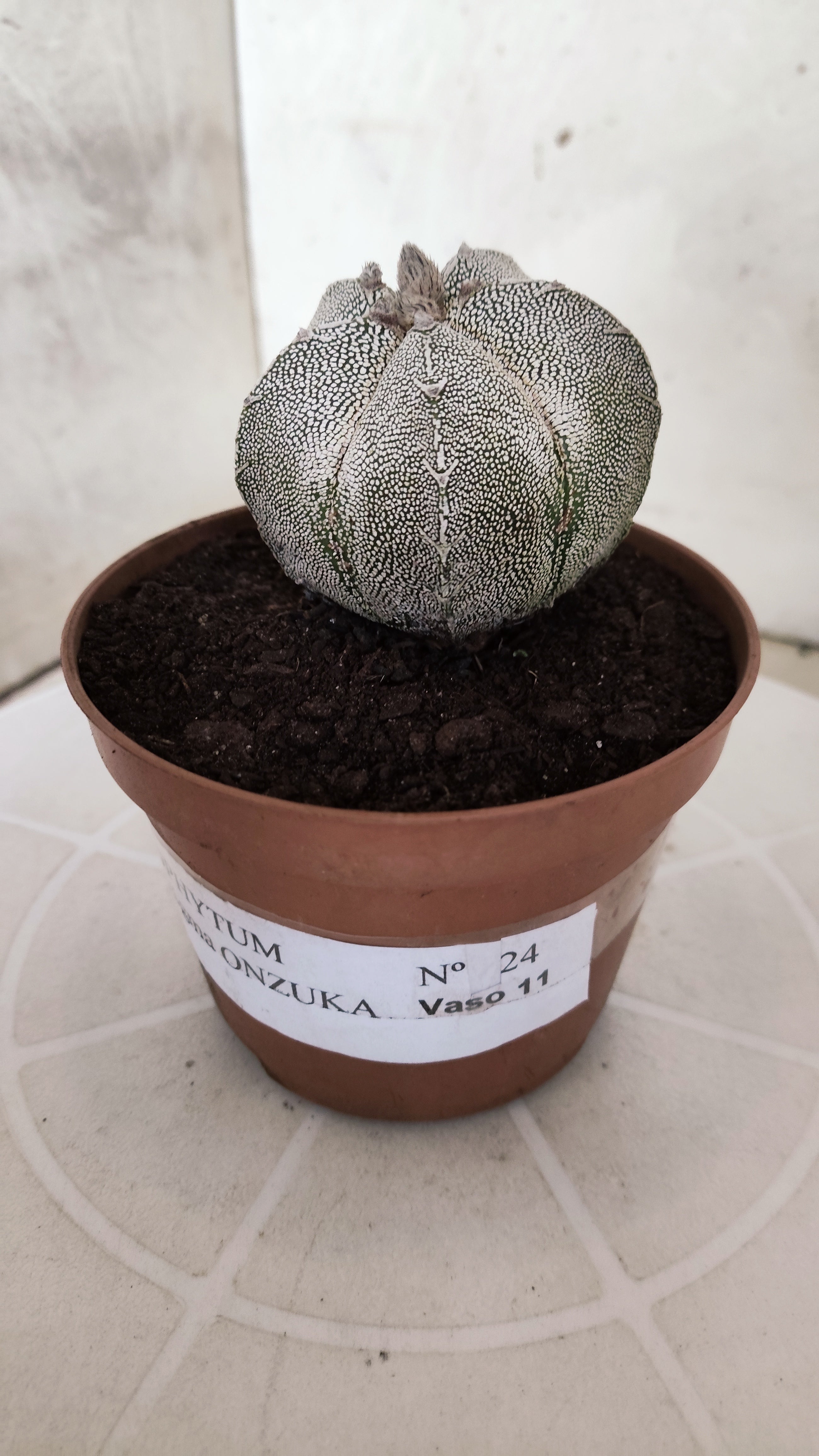 ASTROPHYTUM MYRIOSTIGMA Onzuka "Vtype"  Nº 24 – vaso 11