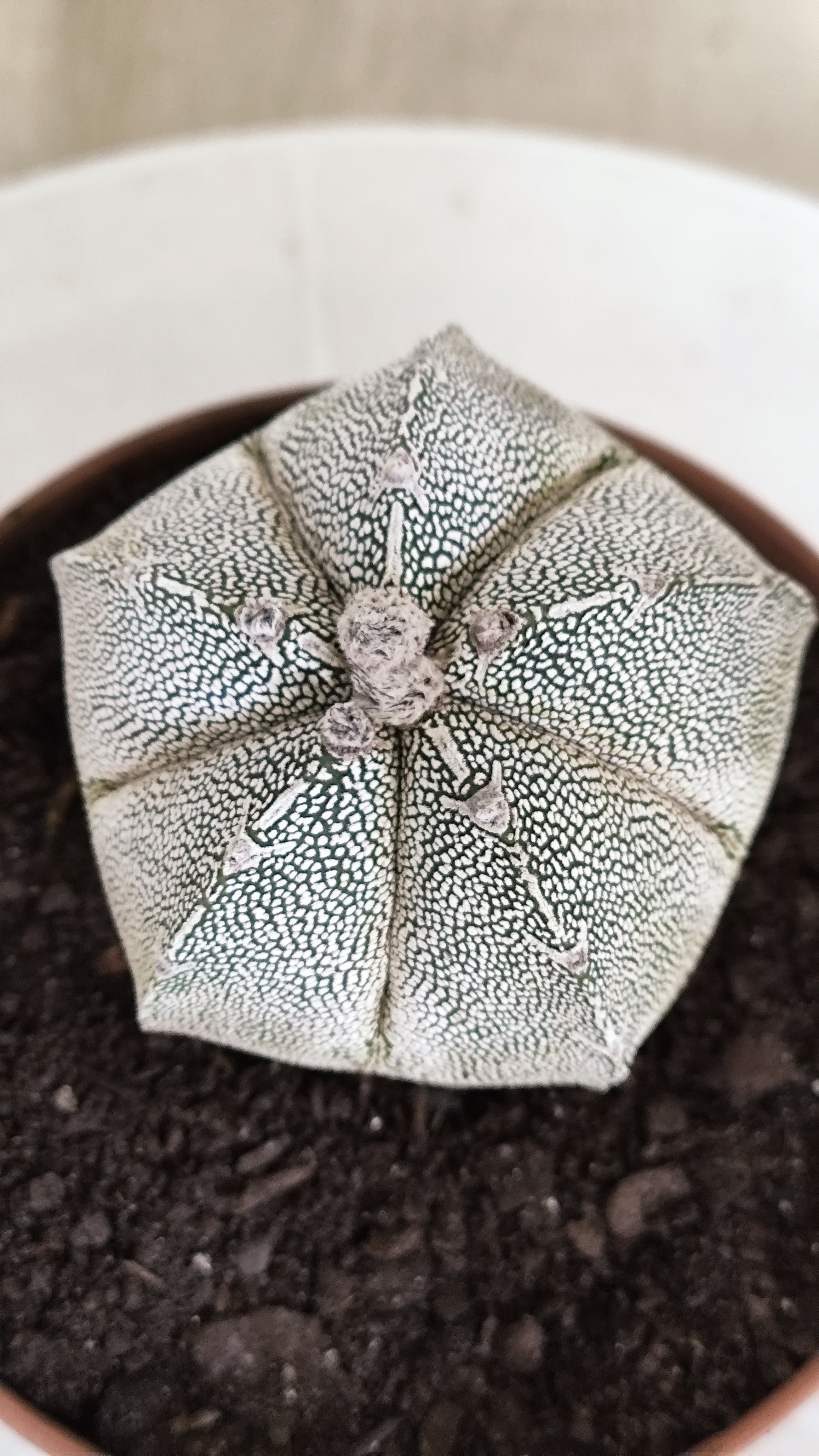 ASTROPHYTUM MYRIOSTIGMA Onzuka "Vtype"  Nº 24 – vaso 11