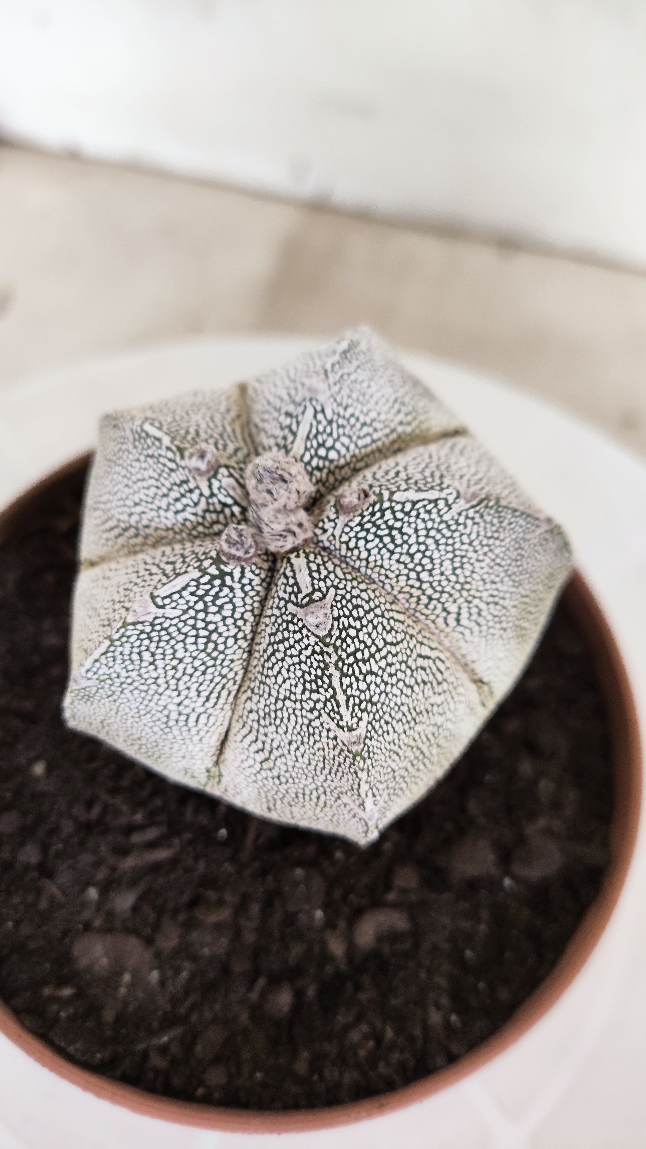 ASTROPHYTUM MYRIOSTIGMA Onzuka "Vtype"  Nº 24 – vaso 11