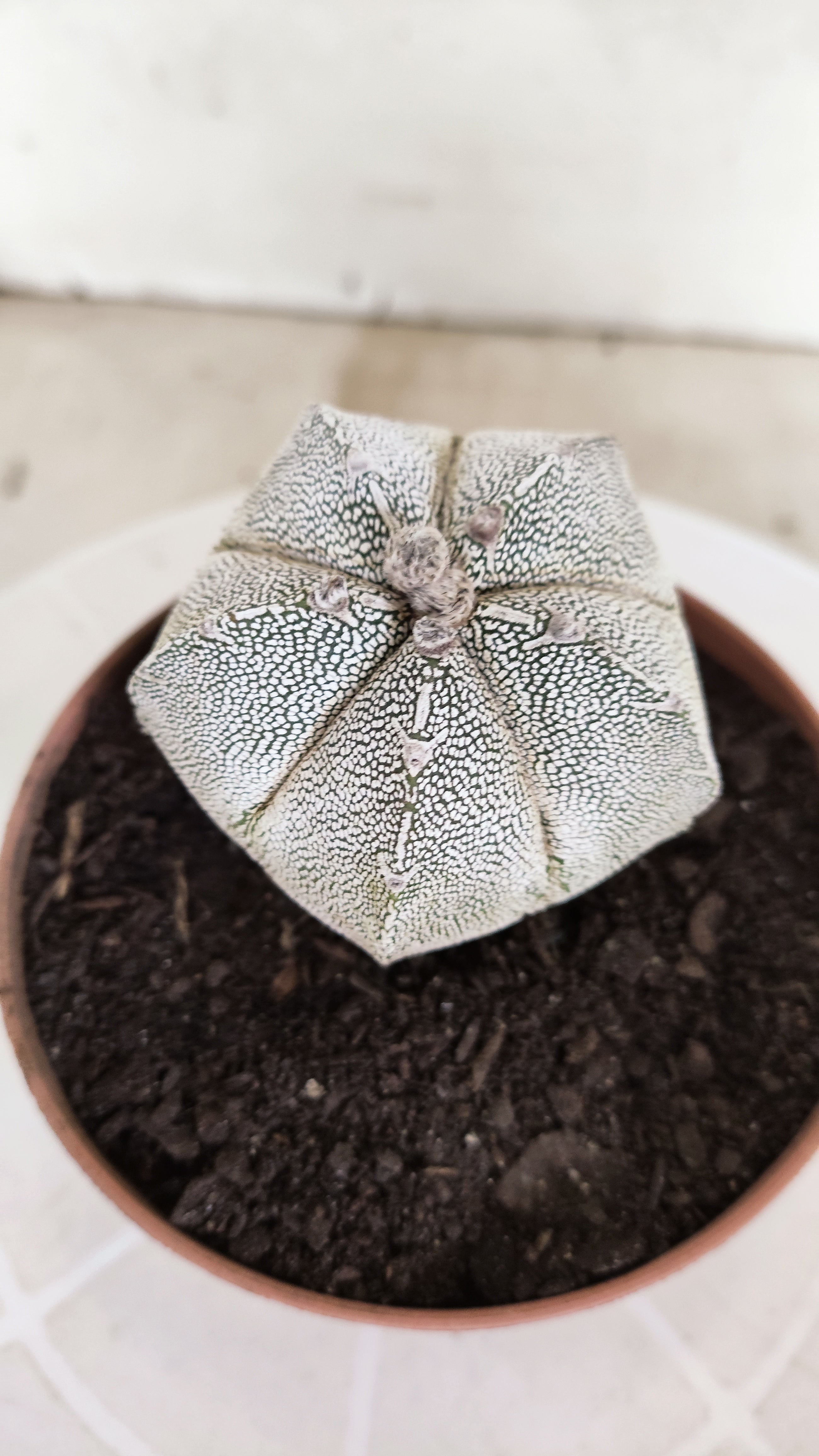 ASTROPHYTUM MYRIOSTIGMA Onzuka "Vtype"  Nº 24 – vaso 11