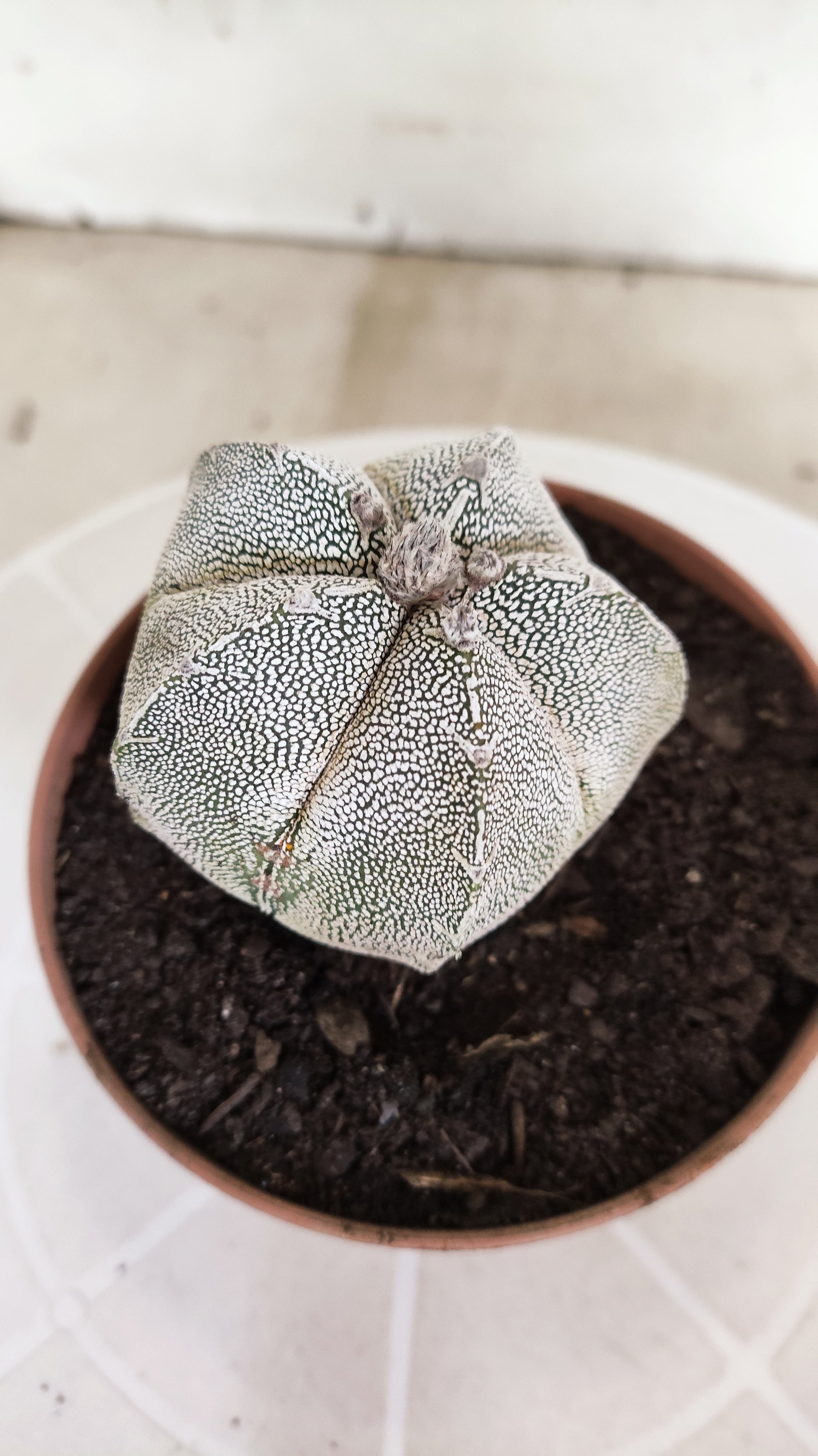 ASTROPHYTUM MYRIOSTIGMA Onzuka "Vtype"  Nº 24 – vaso 11