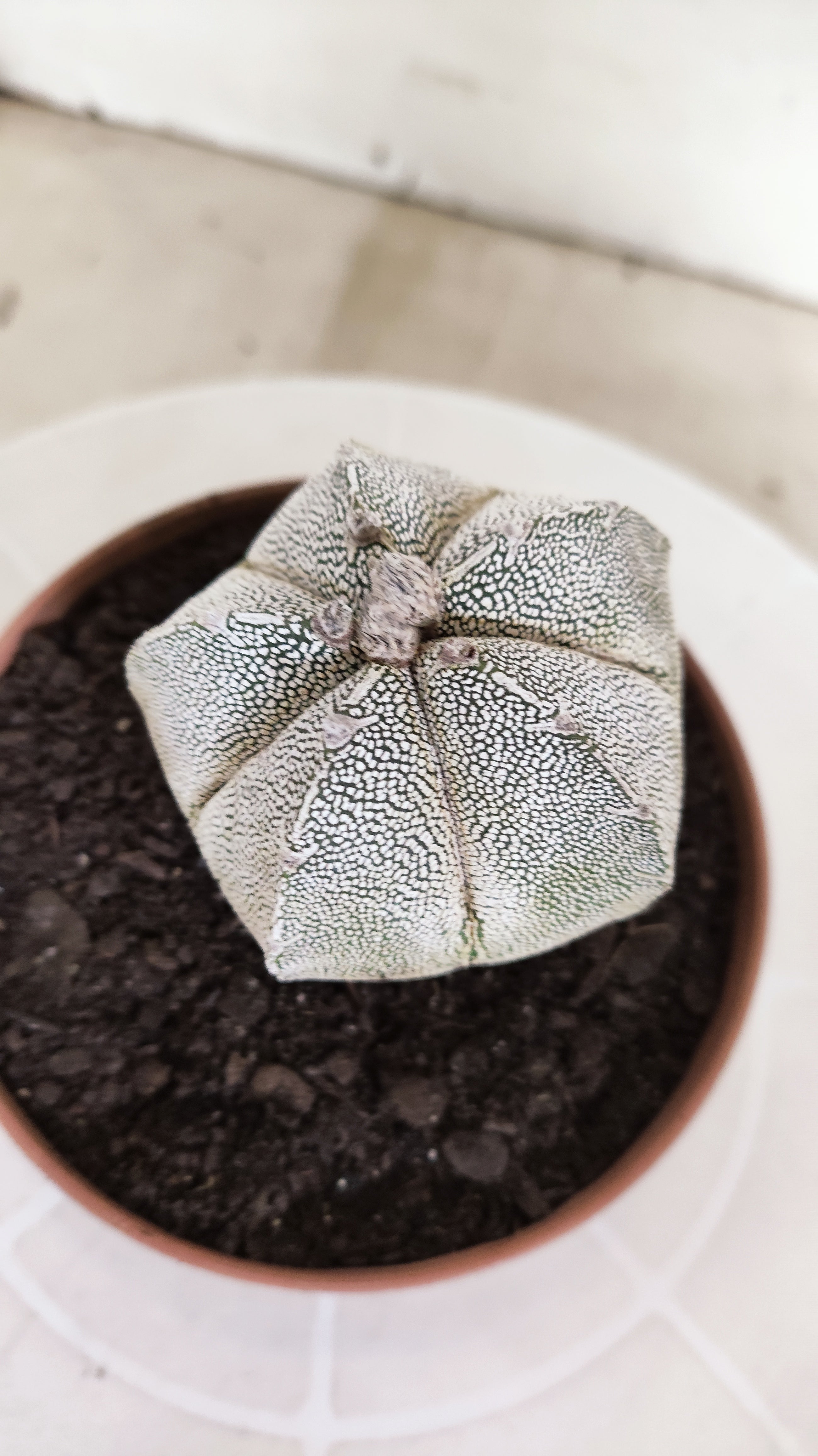 ASTROPHYTUM MYRIOSTIGMA Onzuka "Vtype"  Nº 24 – vaso 11