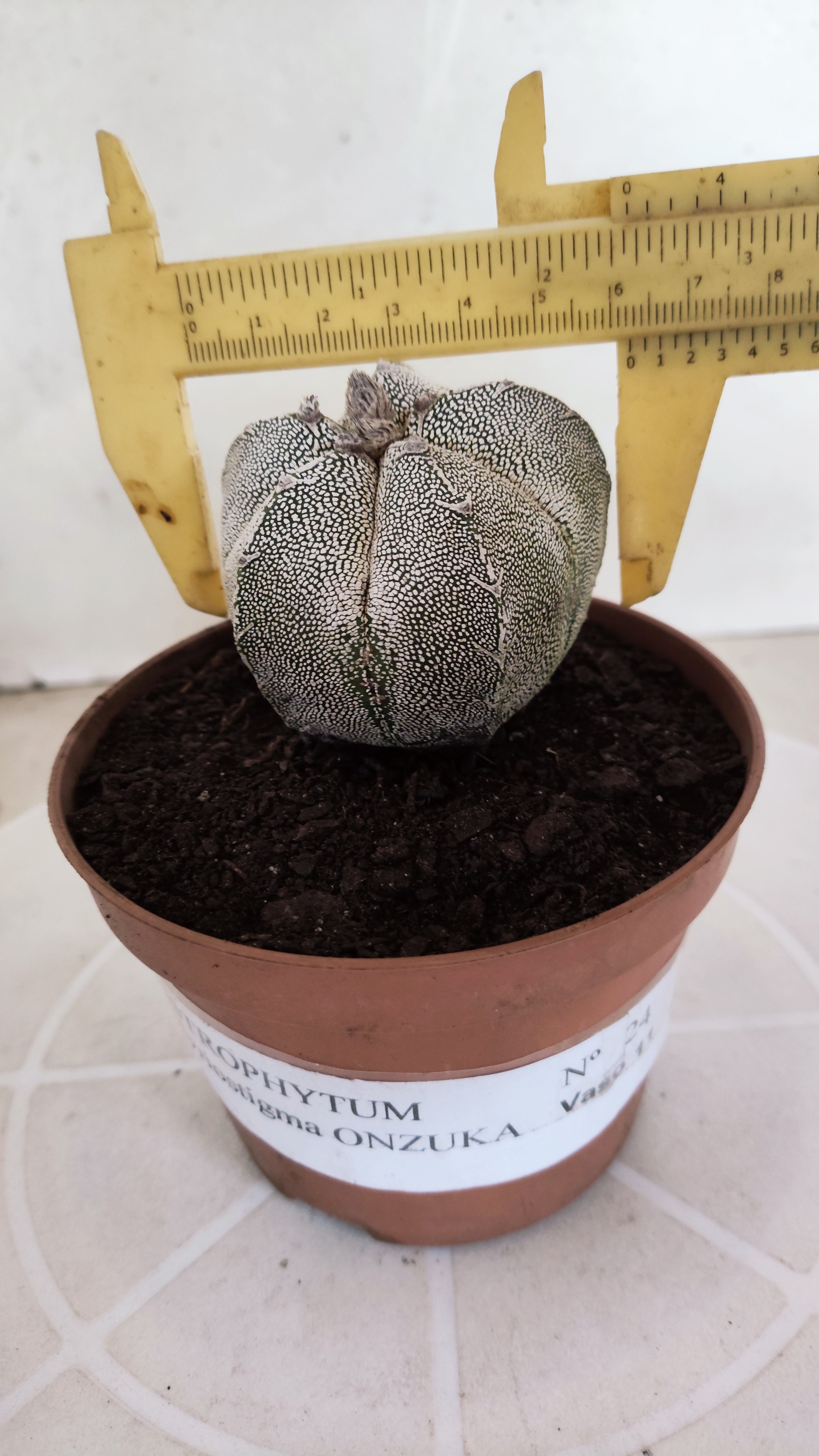 ASTROPHYTUM MYRIOSTIGMA Onzuka "Vtype"  Nº 24 – vaso 11