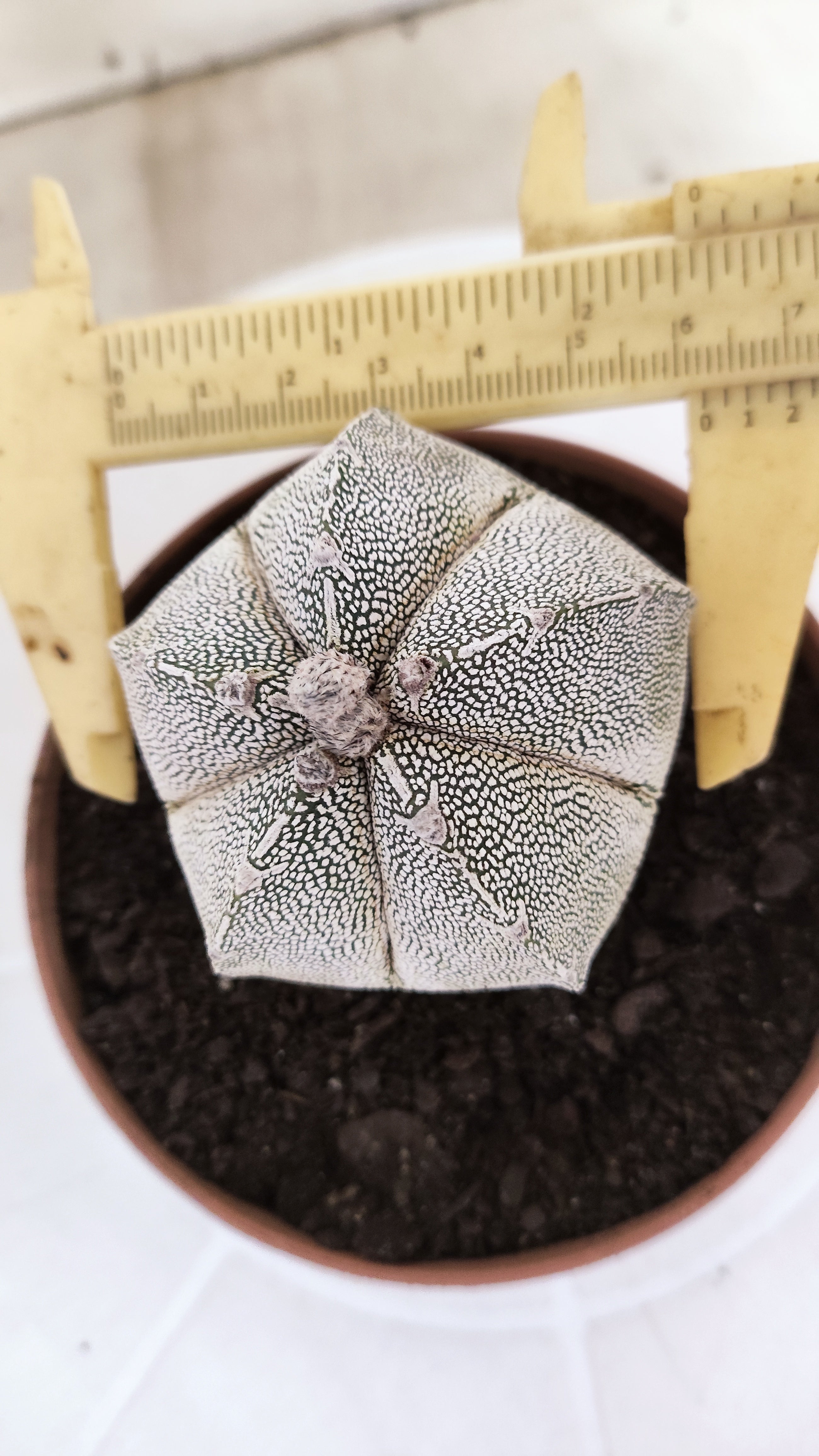ASTROPHYTUM MYRIOSTIGMA Onzuka "Vtype"  Nº 24 – vaso 11