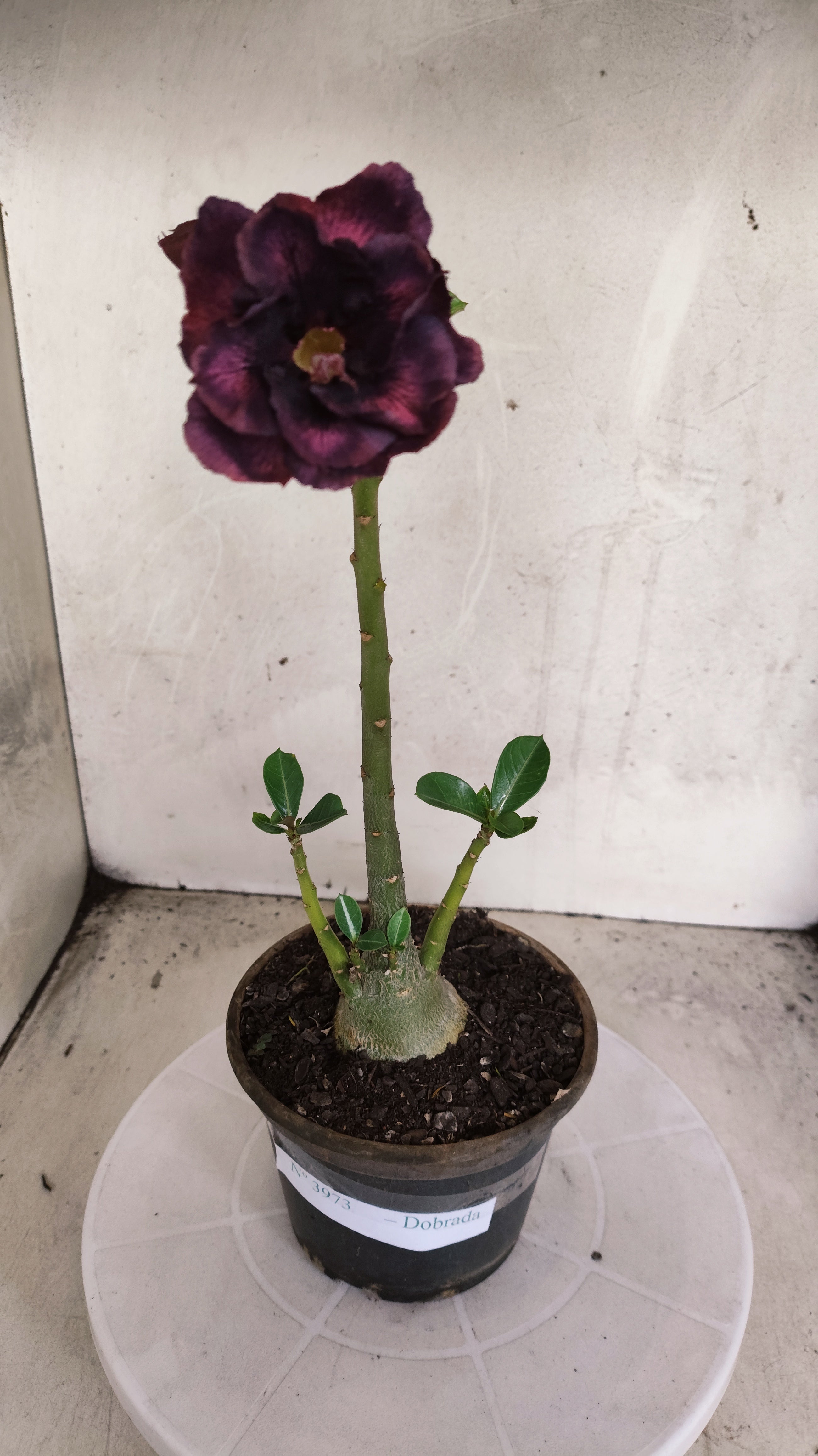 Planta Dobrada 3973 – 30cm – 02 anos
