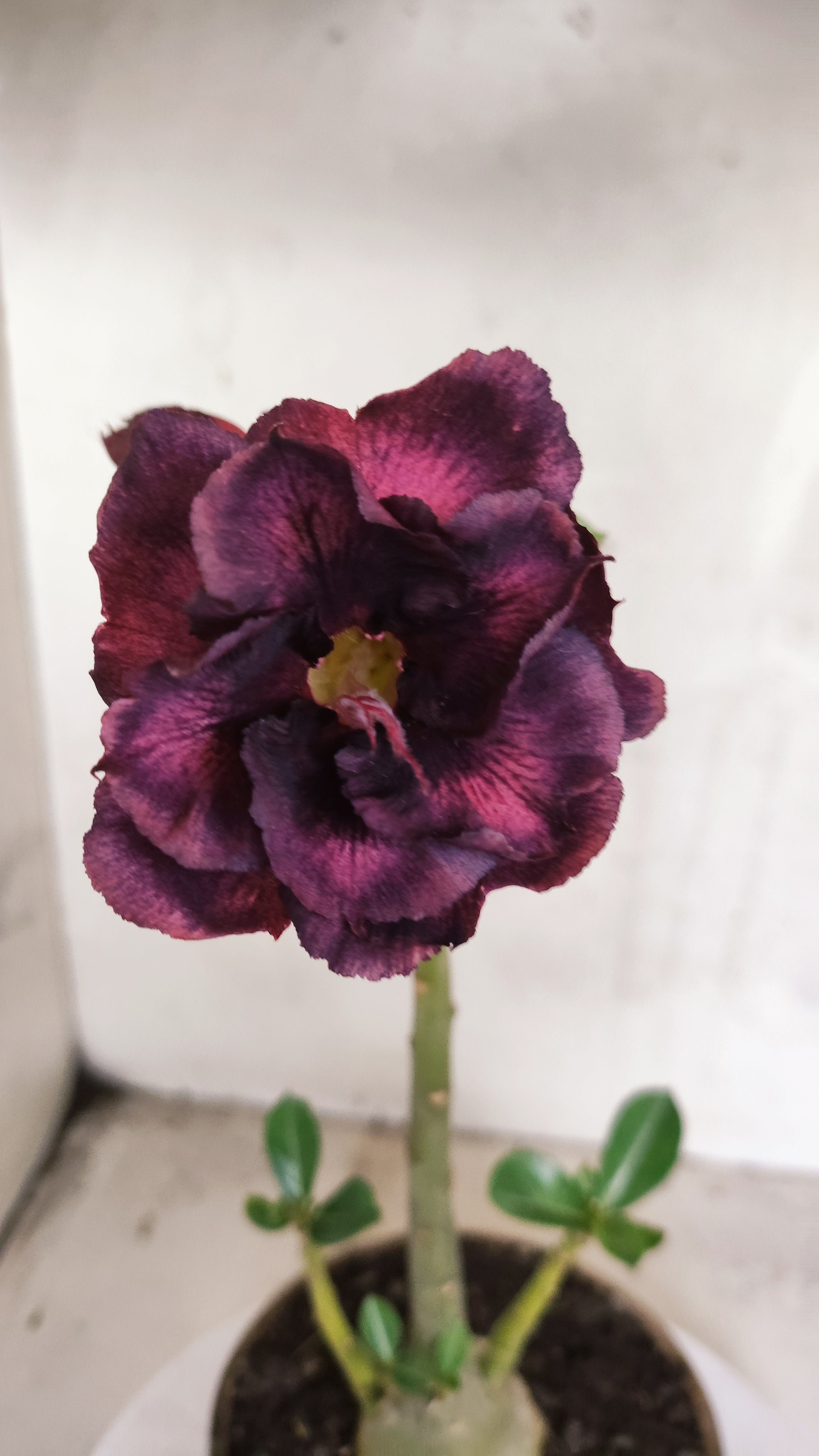 Planta Dobrada 3973 – 30cm – 02 anos