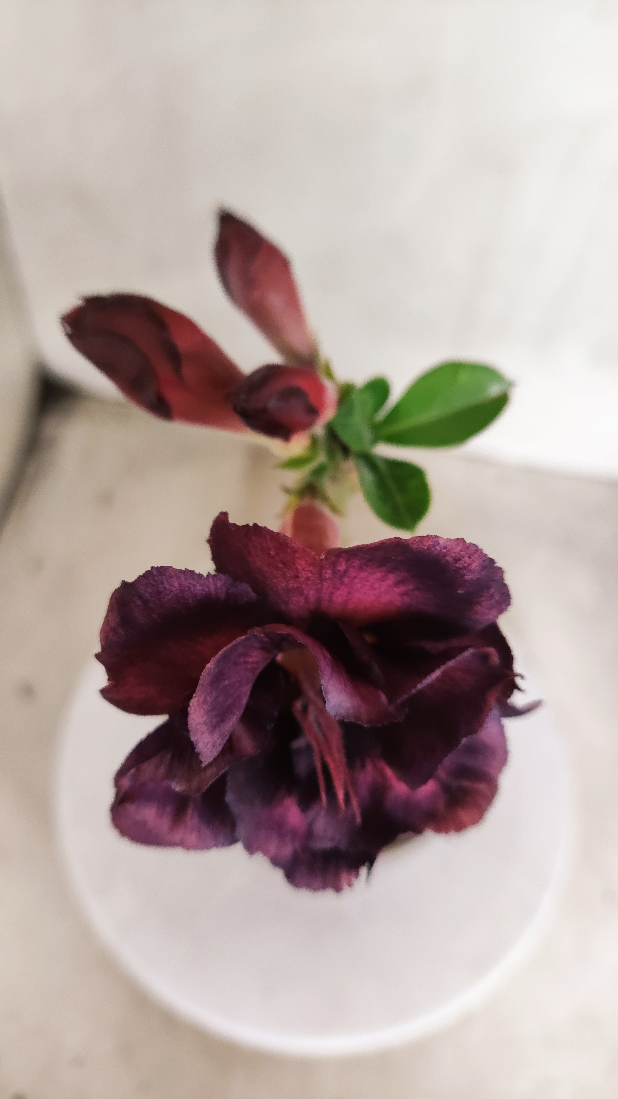 Planta Dobrada 3973 – 30cm – 02 anos