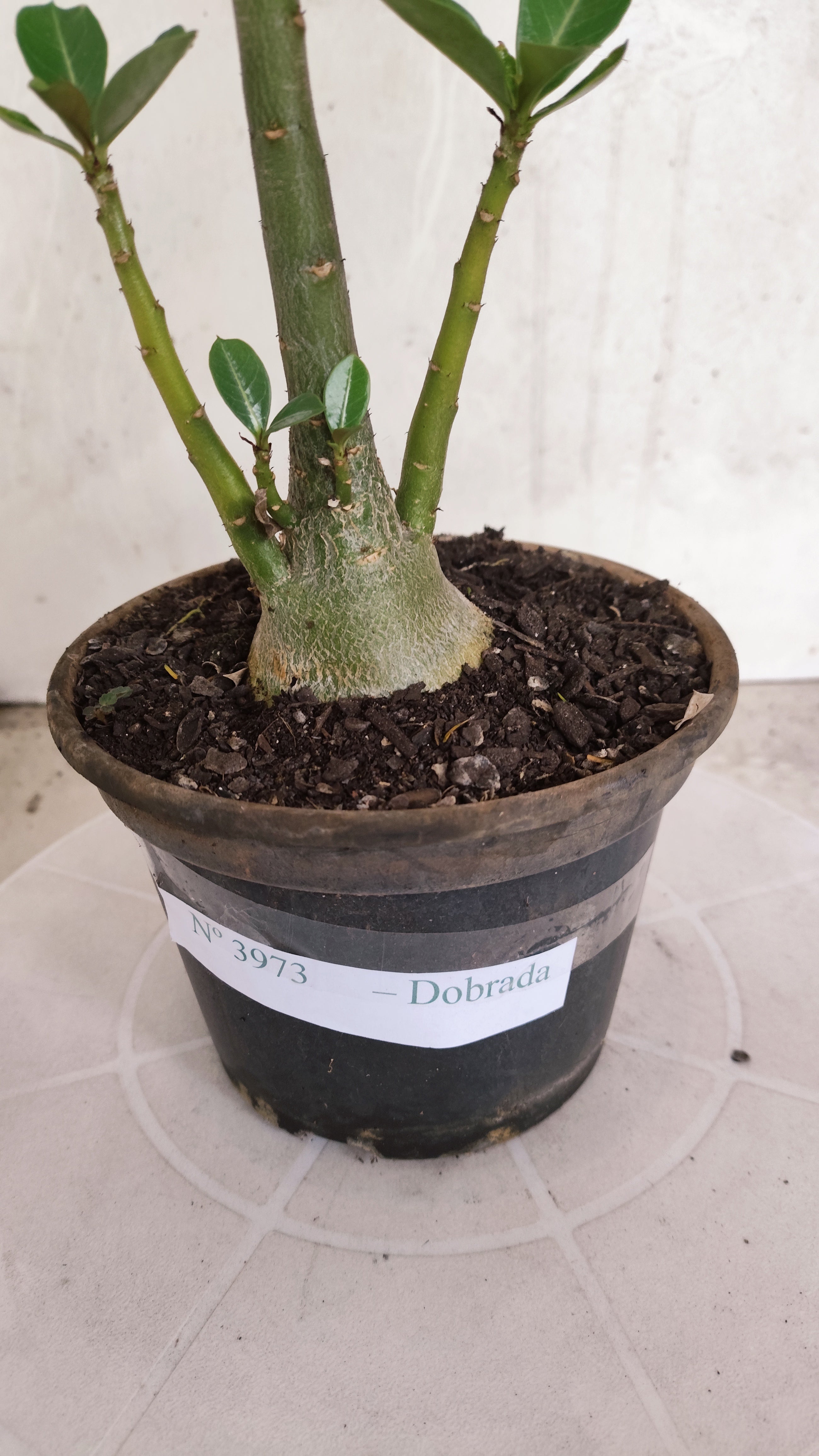 Planta Dobrada 3973 – 30cm – 02 anos