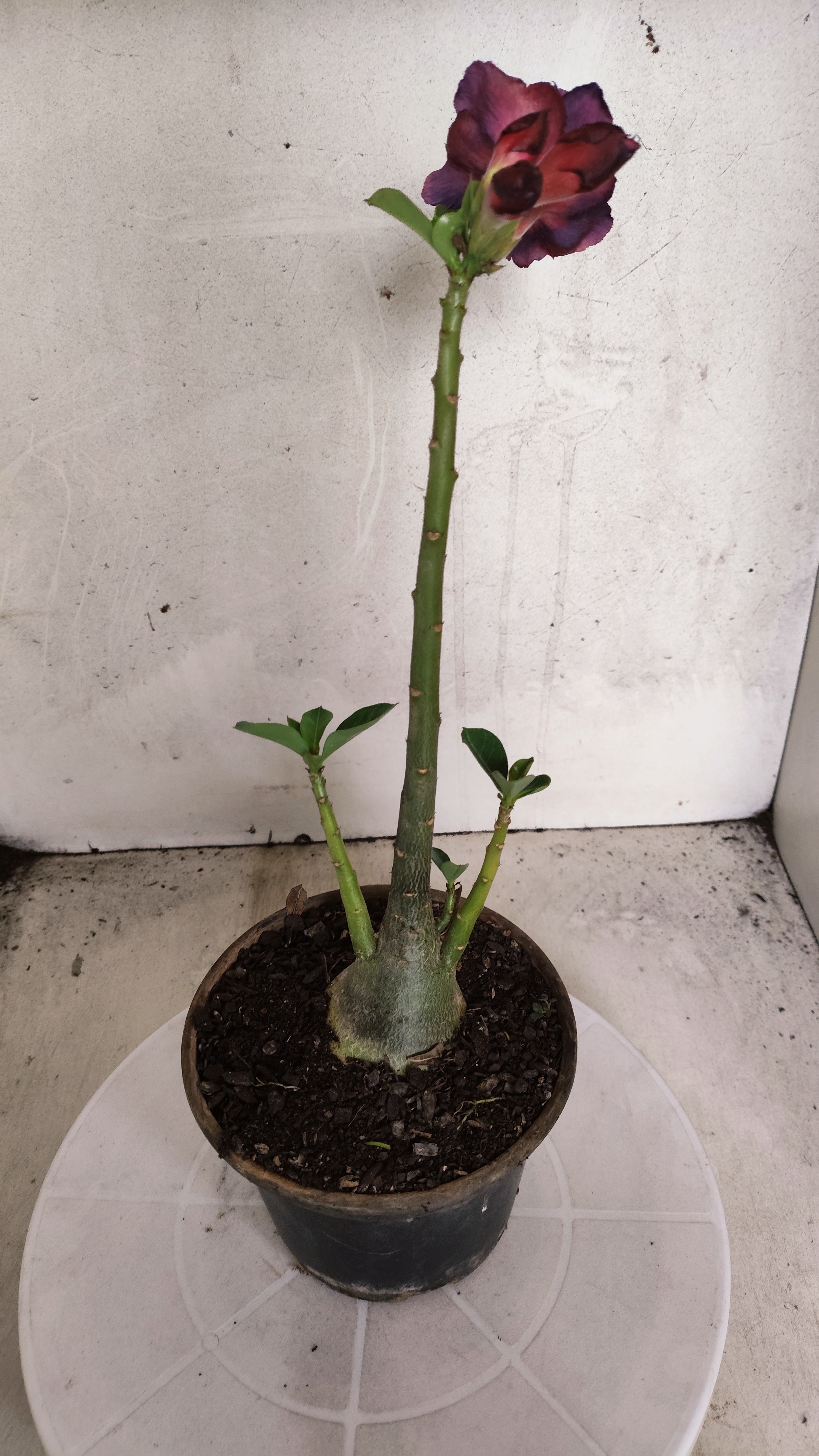 Planta Dobrada 3973 – 30cm – 02 anos