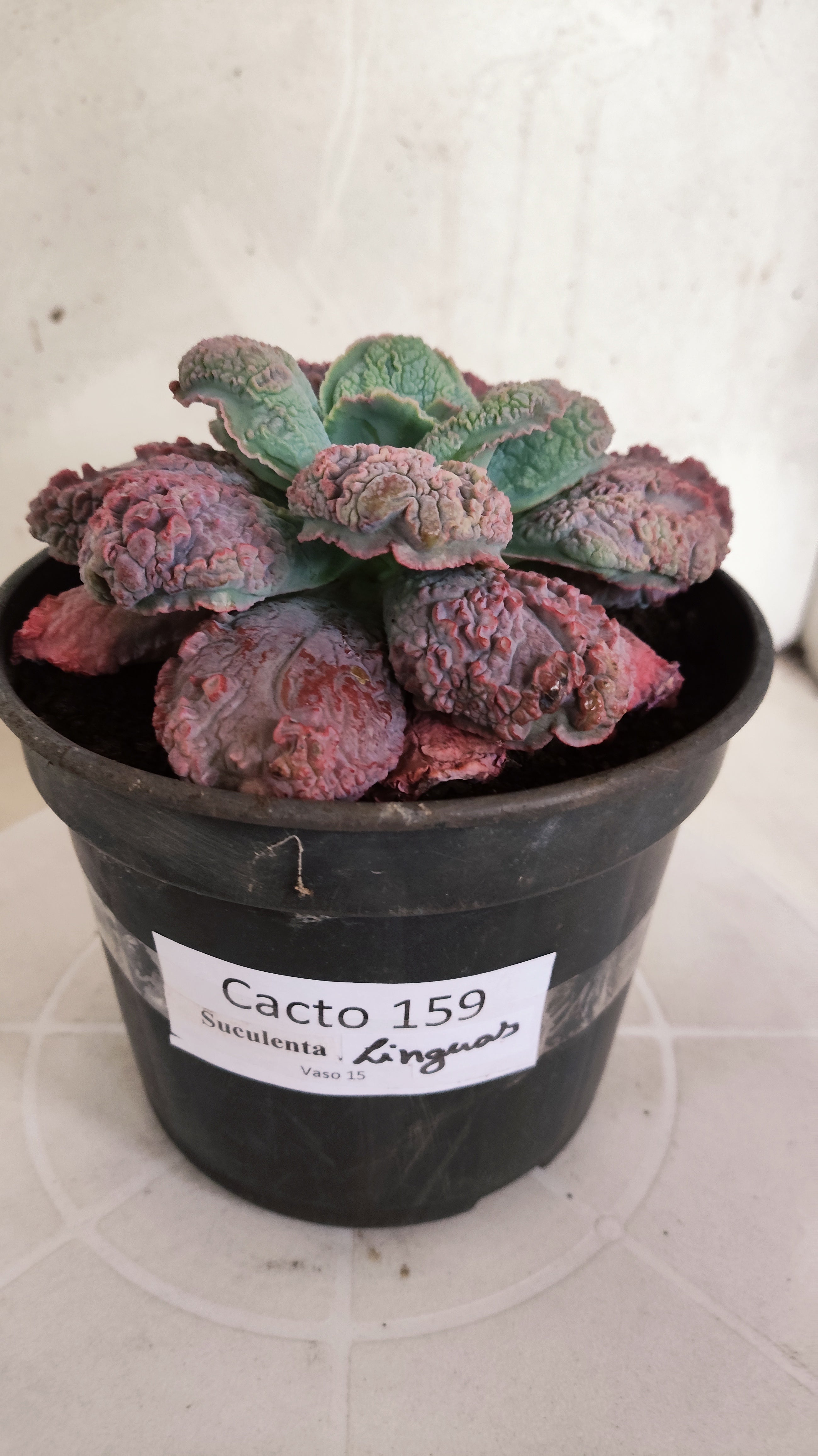 Suculenta Echeveria 'LINGUAS' N° 159 - Vaso 15