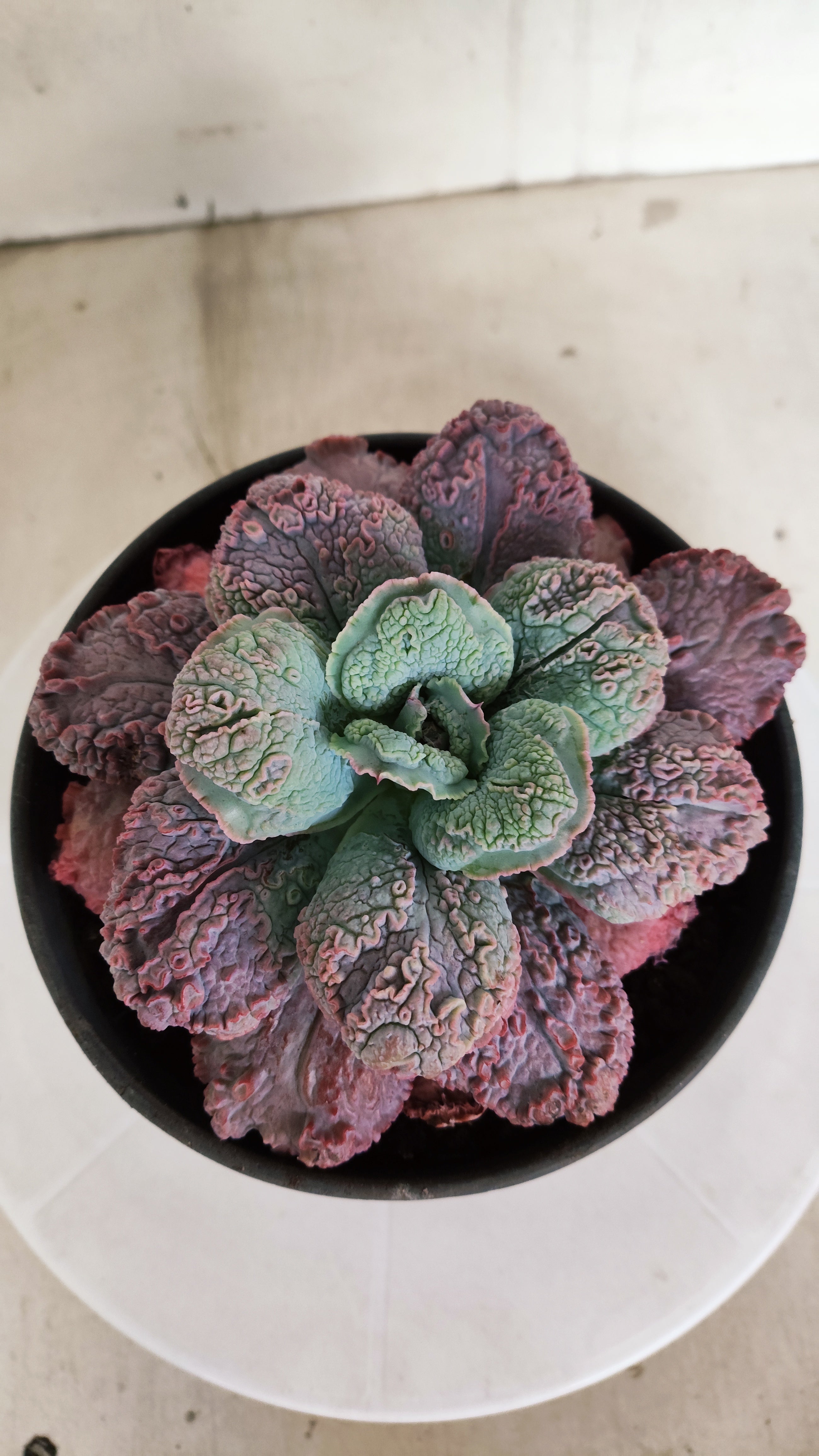 Suculenta Echeveria 'LINGUAS' N° 159 - Vaso 15
