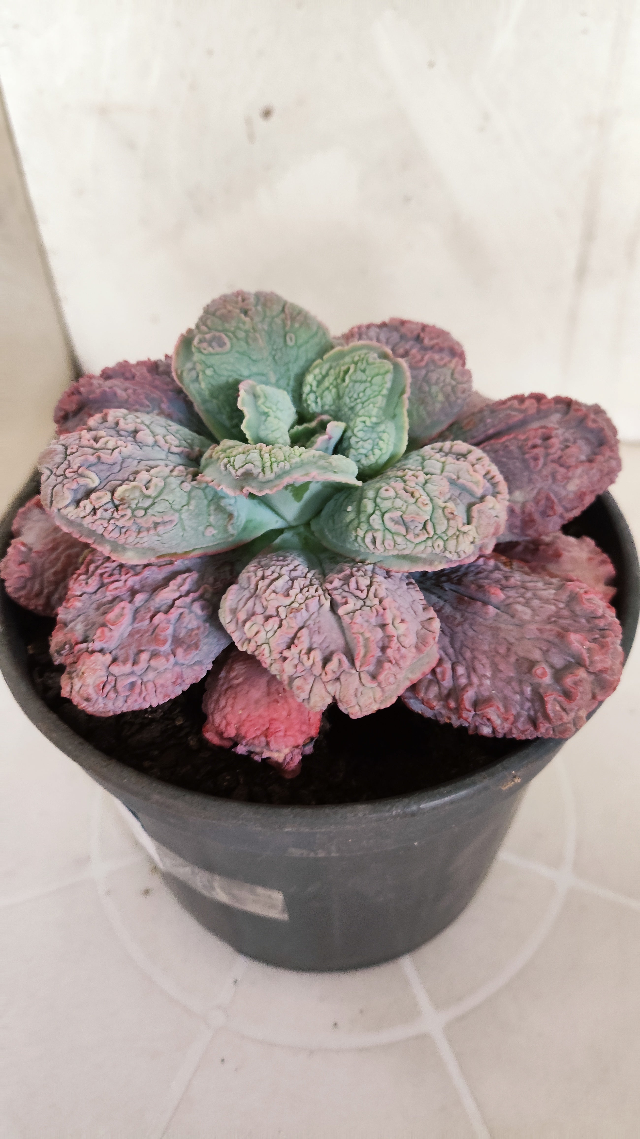 Suculenta Echeveria 'LINGUAS' N° 159 - Vaso 15