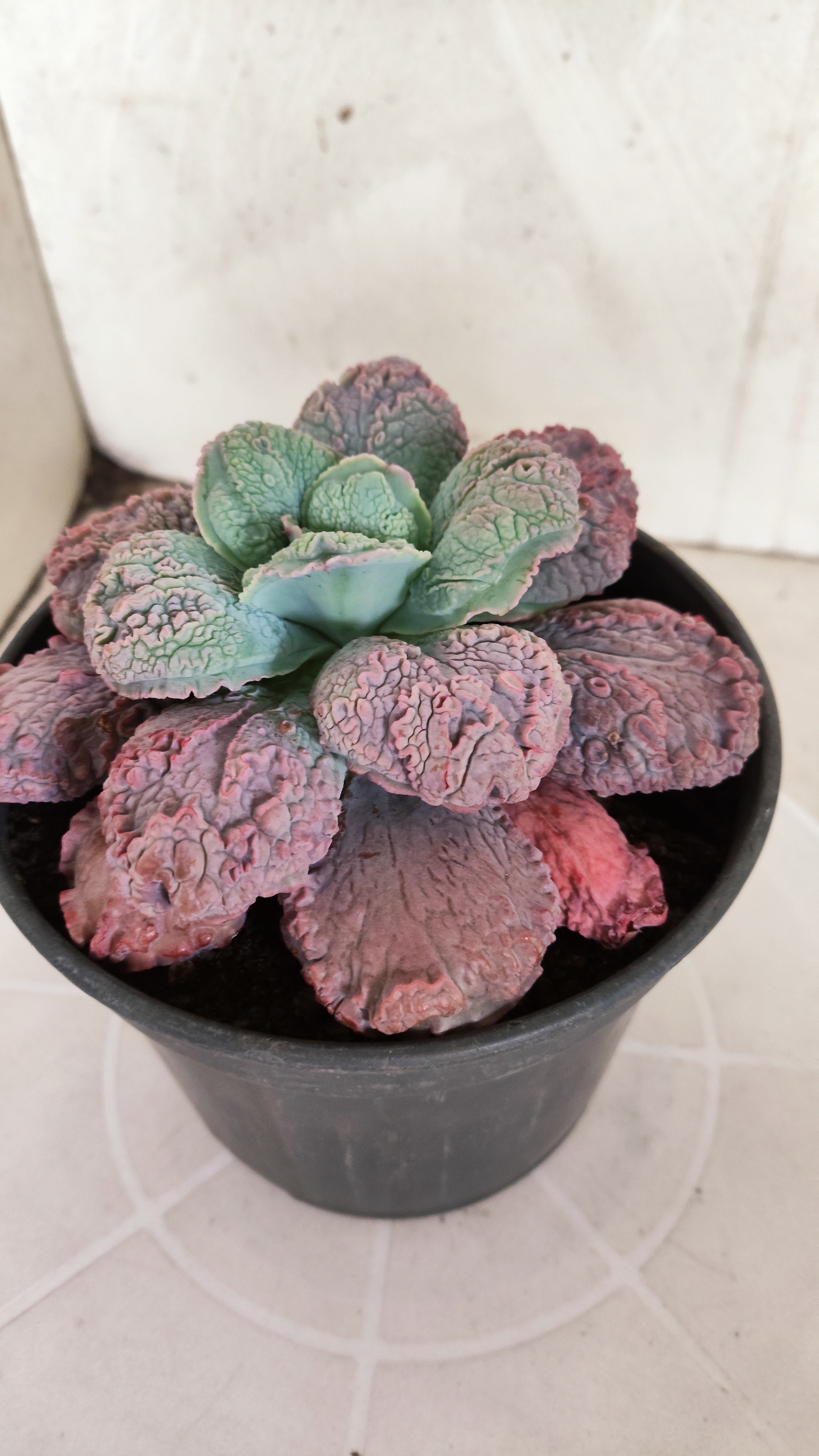Suculenta Echeveria 'LINGUAS' N° 159 - Vaso 15