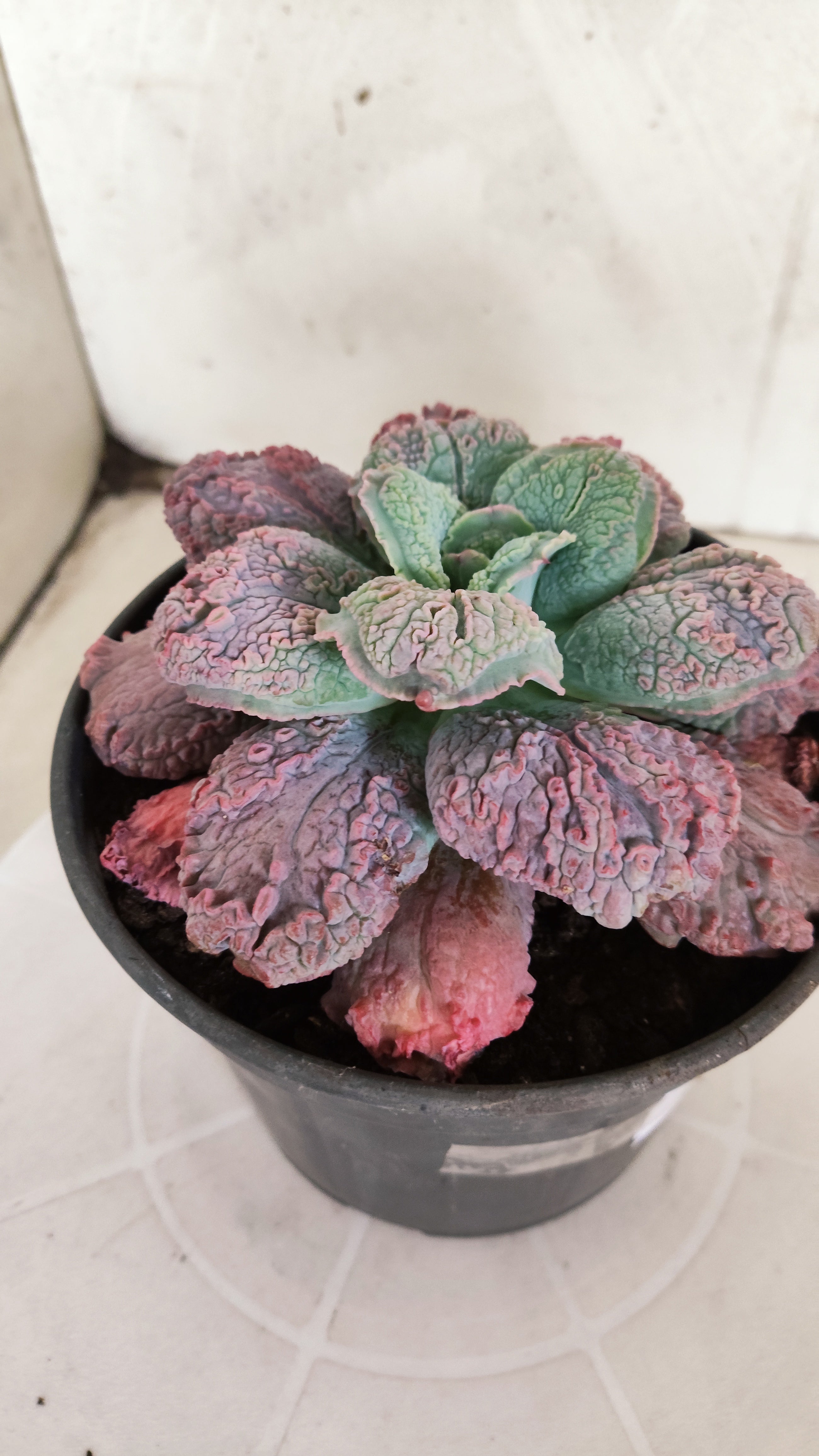 Suculenta Echeveria 'LINGUAS' N° 159 - Vaso 15