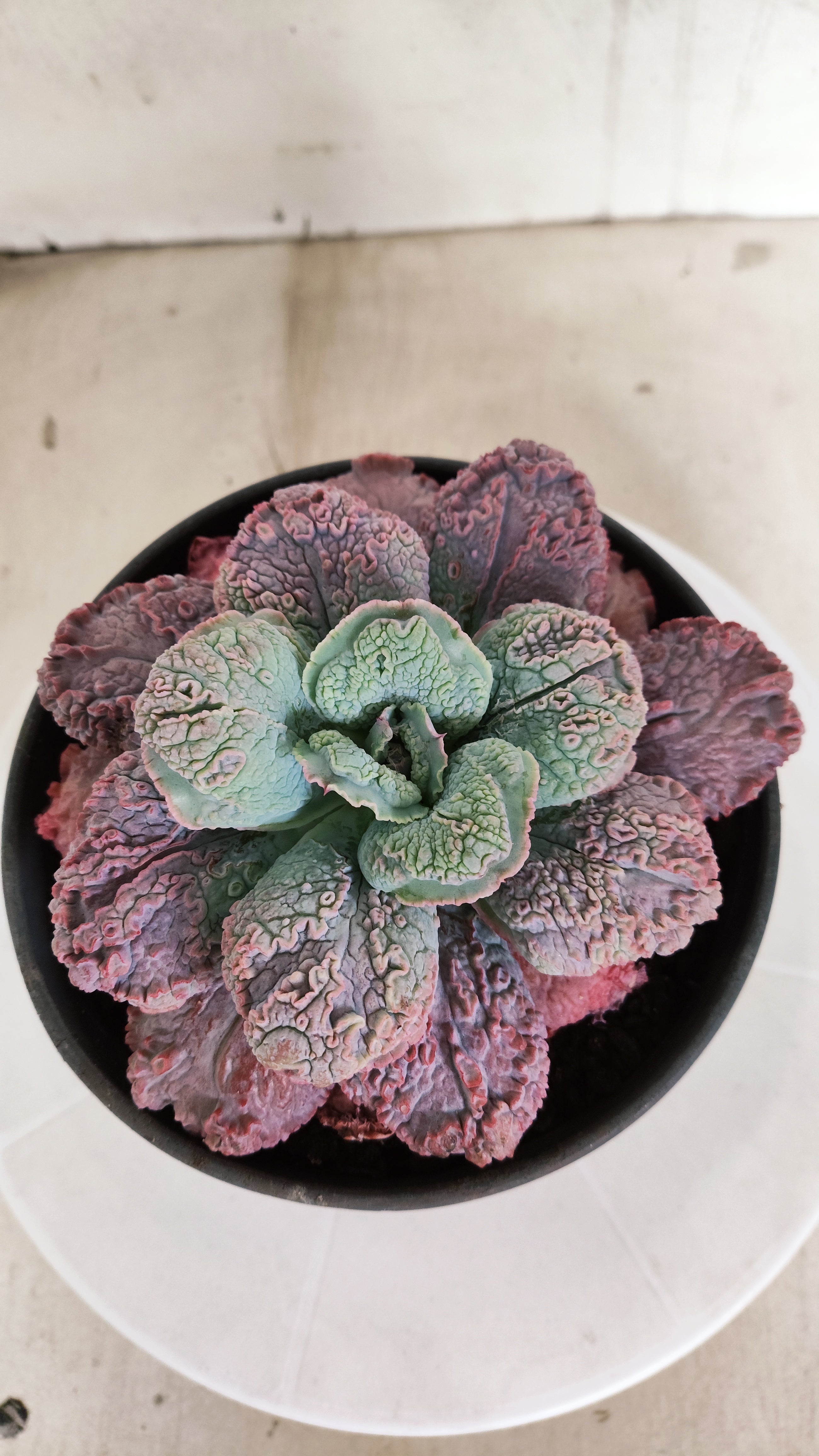Suculenta Echeveria 'LINGUAS' N° 159 - Vaso 15