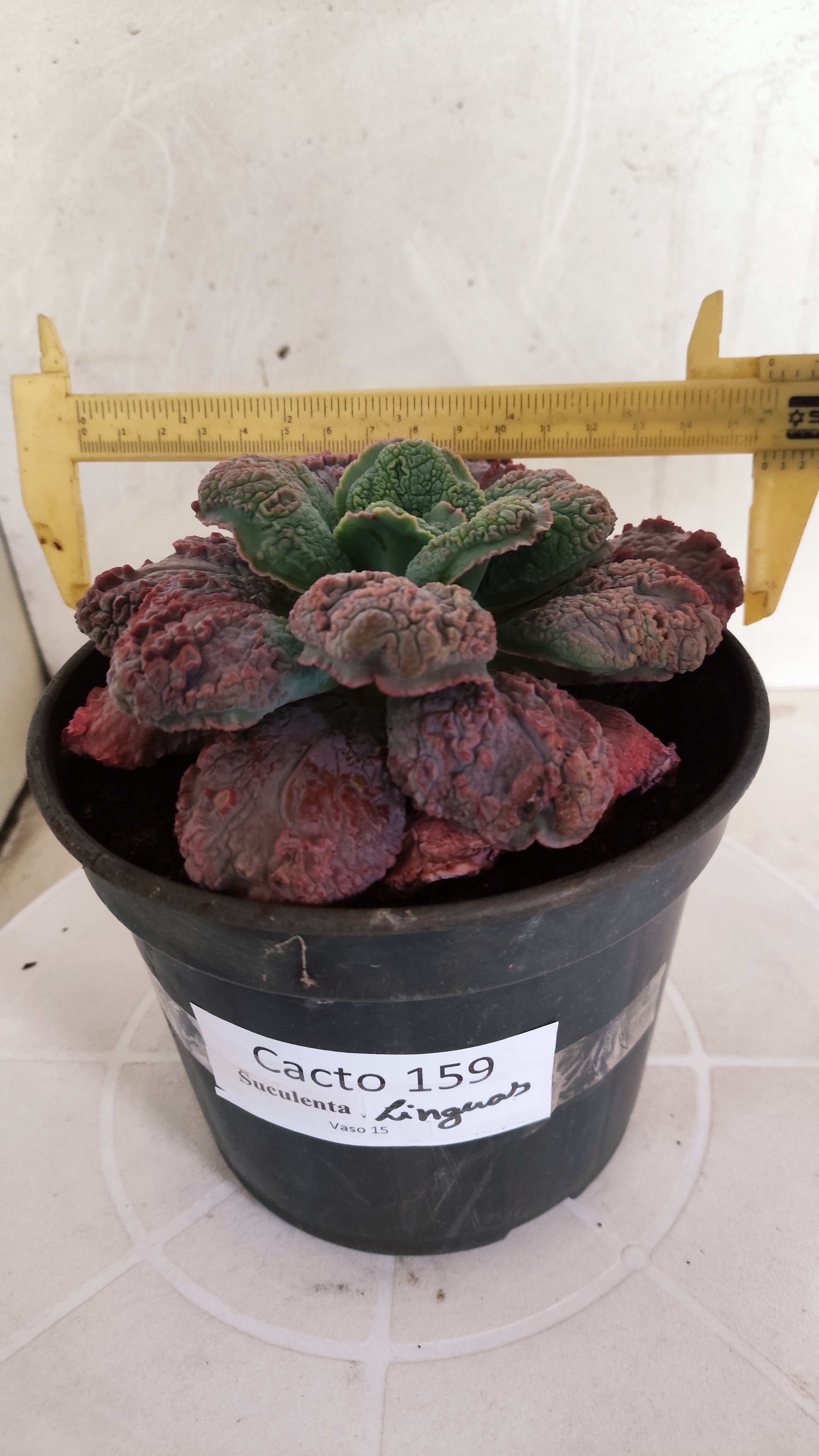 Suculenta Echeveria 'LINGUAS' N° 159 - Vaso 15