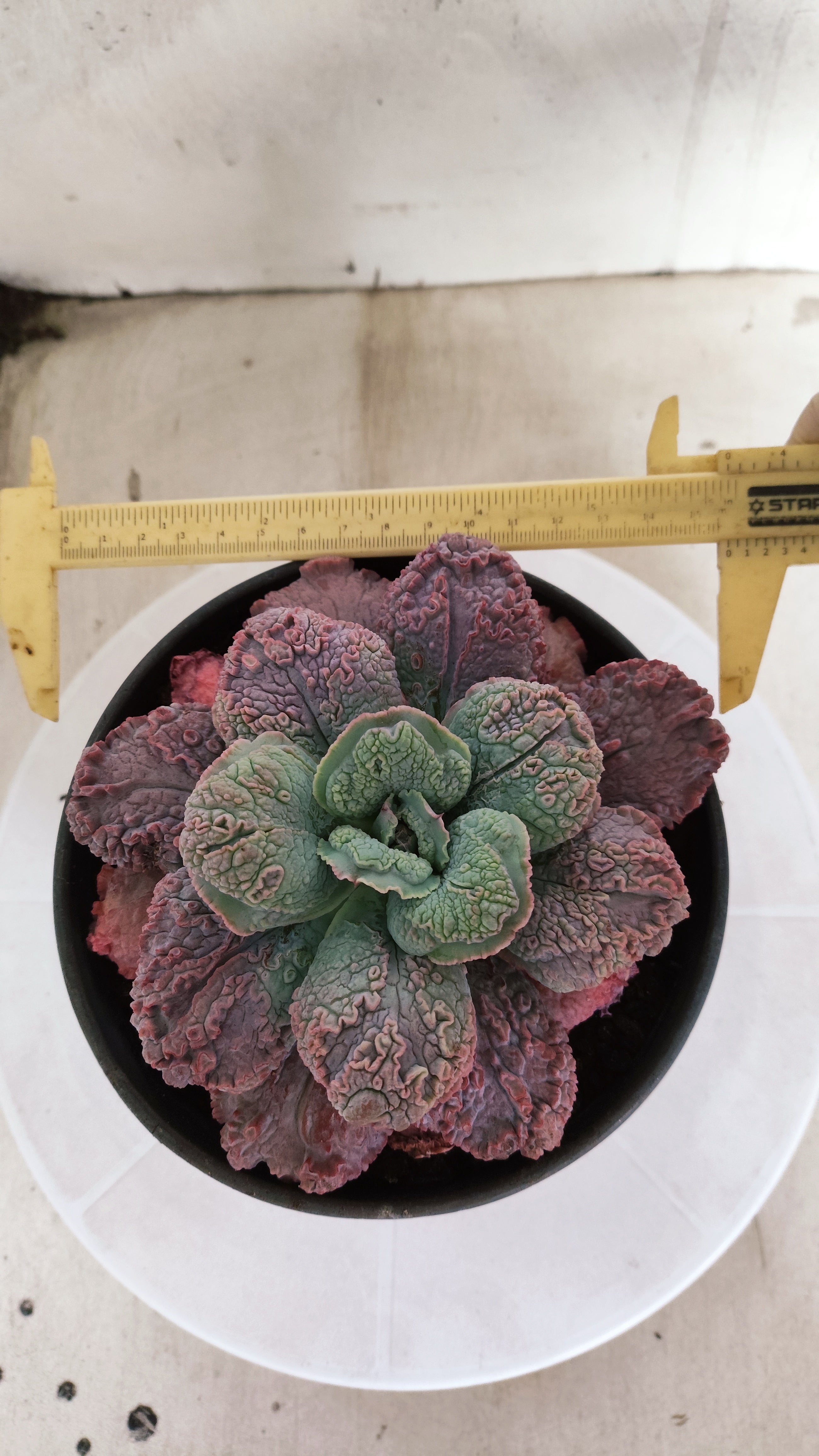 Suculenta Echeveria 'LINGUAS' N° 159 - Vaso 15