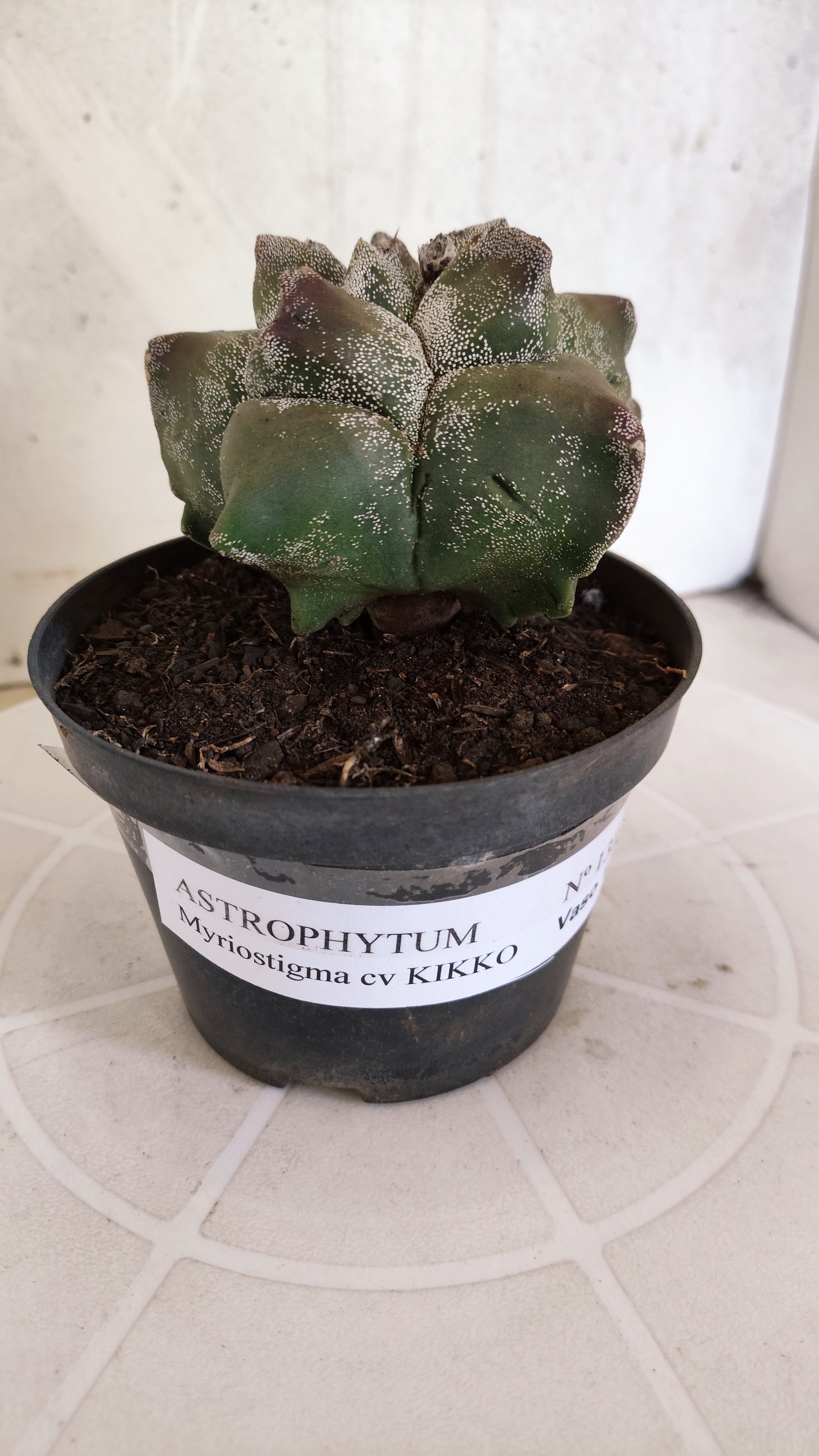 MATRIZ ASTROPHYTUM cv KIKKO   Nº 1330 – vaso 11