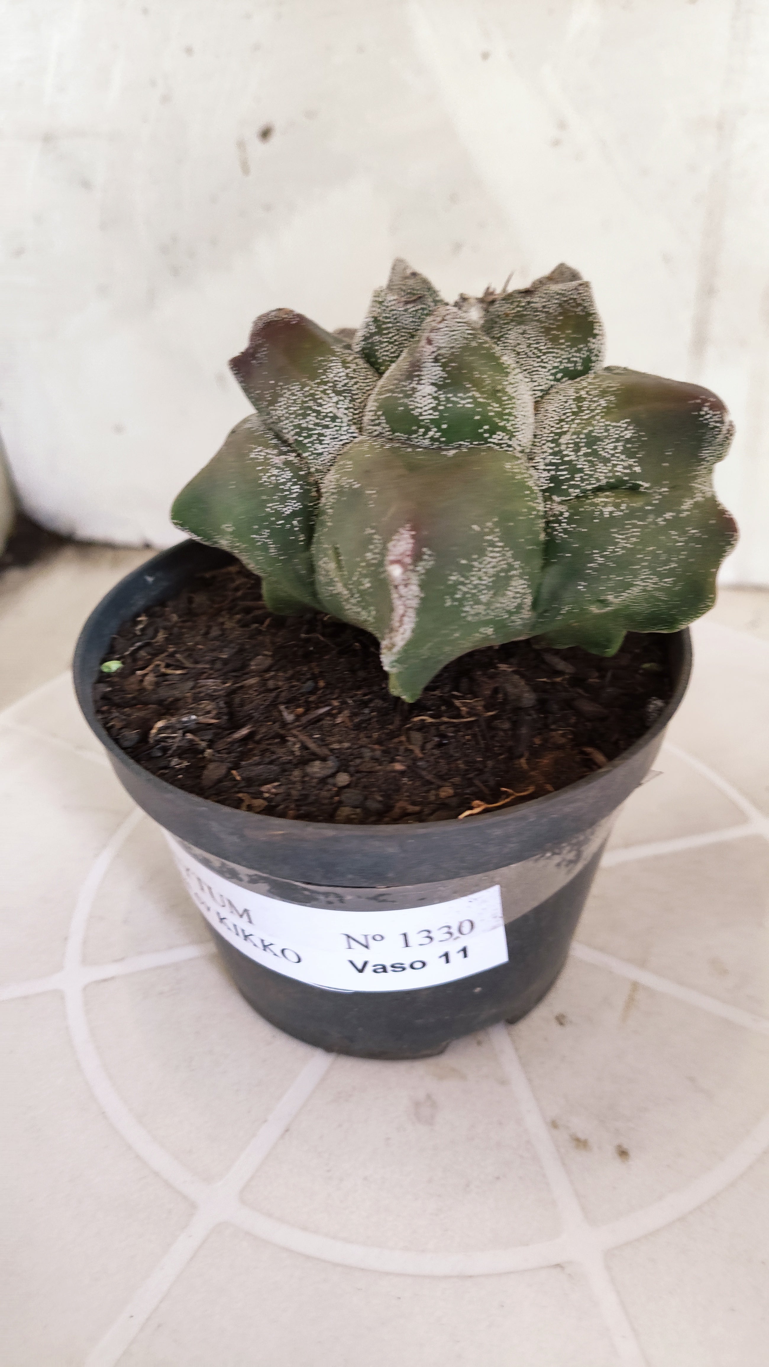 MATRIZ ASTROPHYTUM cv KIKKO   Nº 1330 – vaso 11