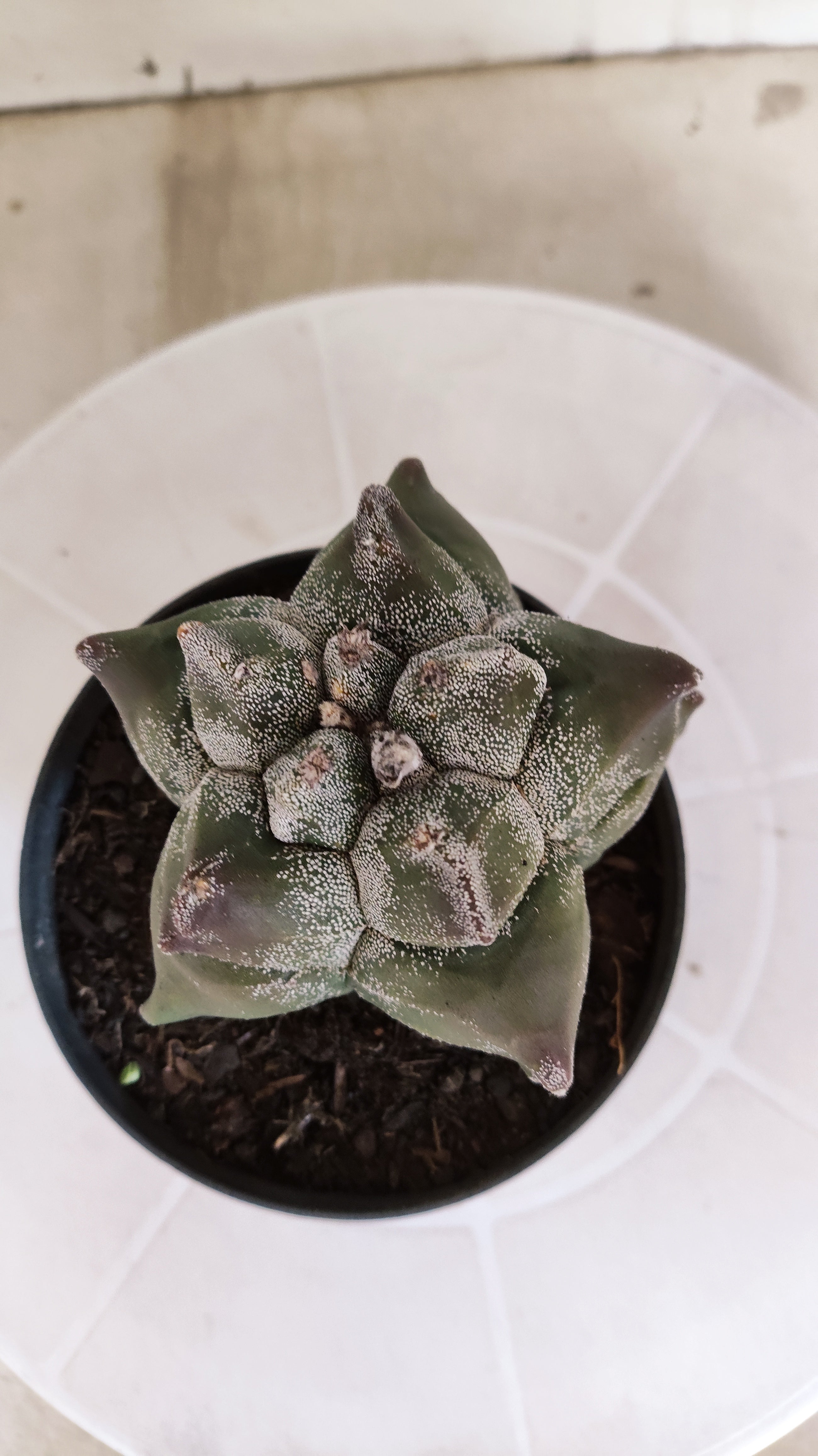 MATRIZ ASTROPHYTUM cv KIKKO   Nº 1330 – vaso 11