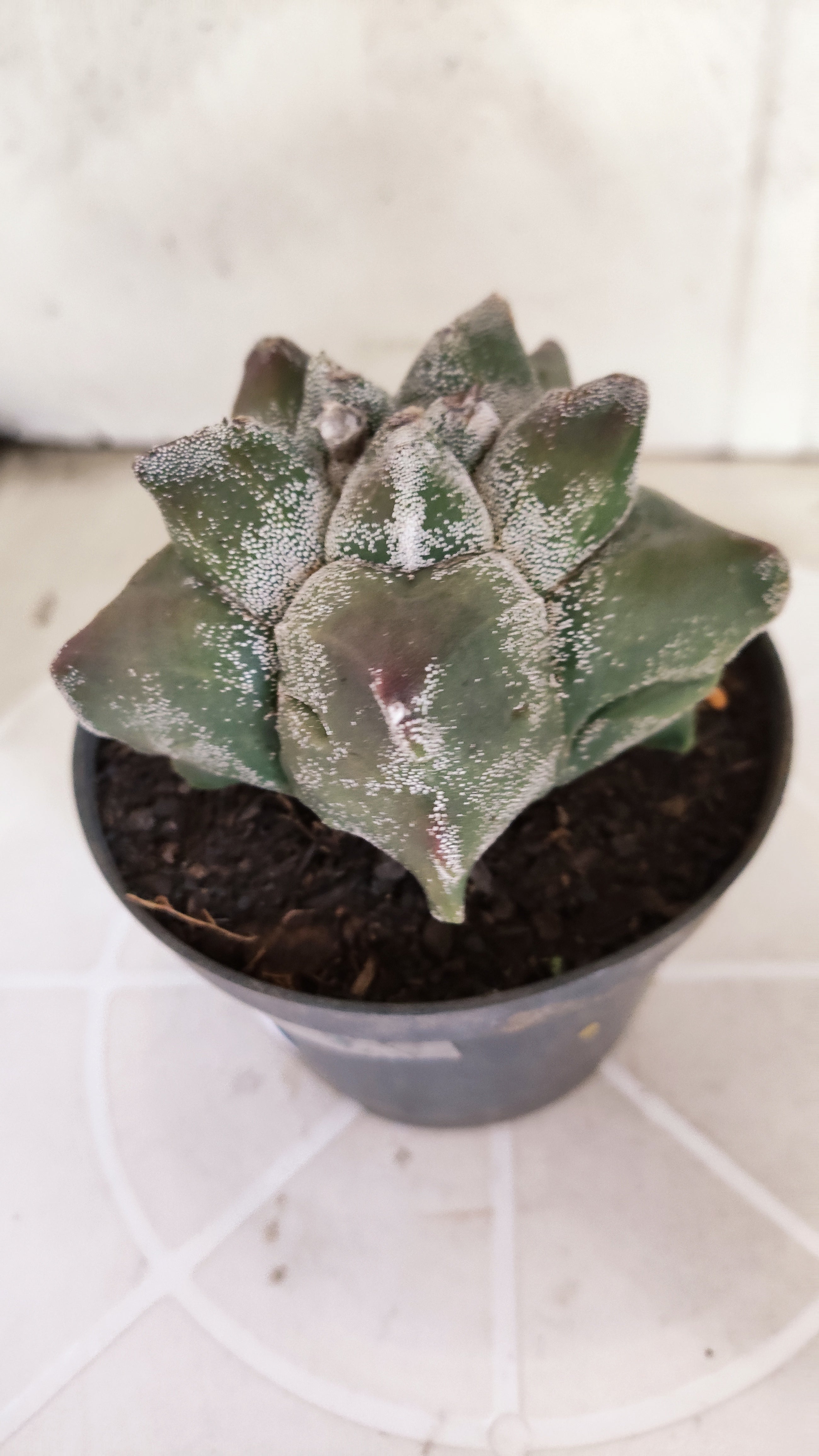 MATRIZ ASTROPHYTUM cv KIKKO   Nº 1330 – vaso 11