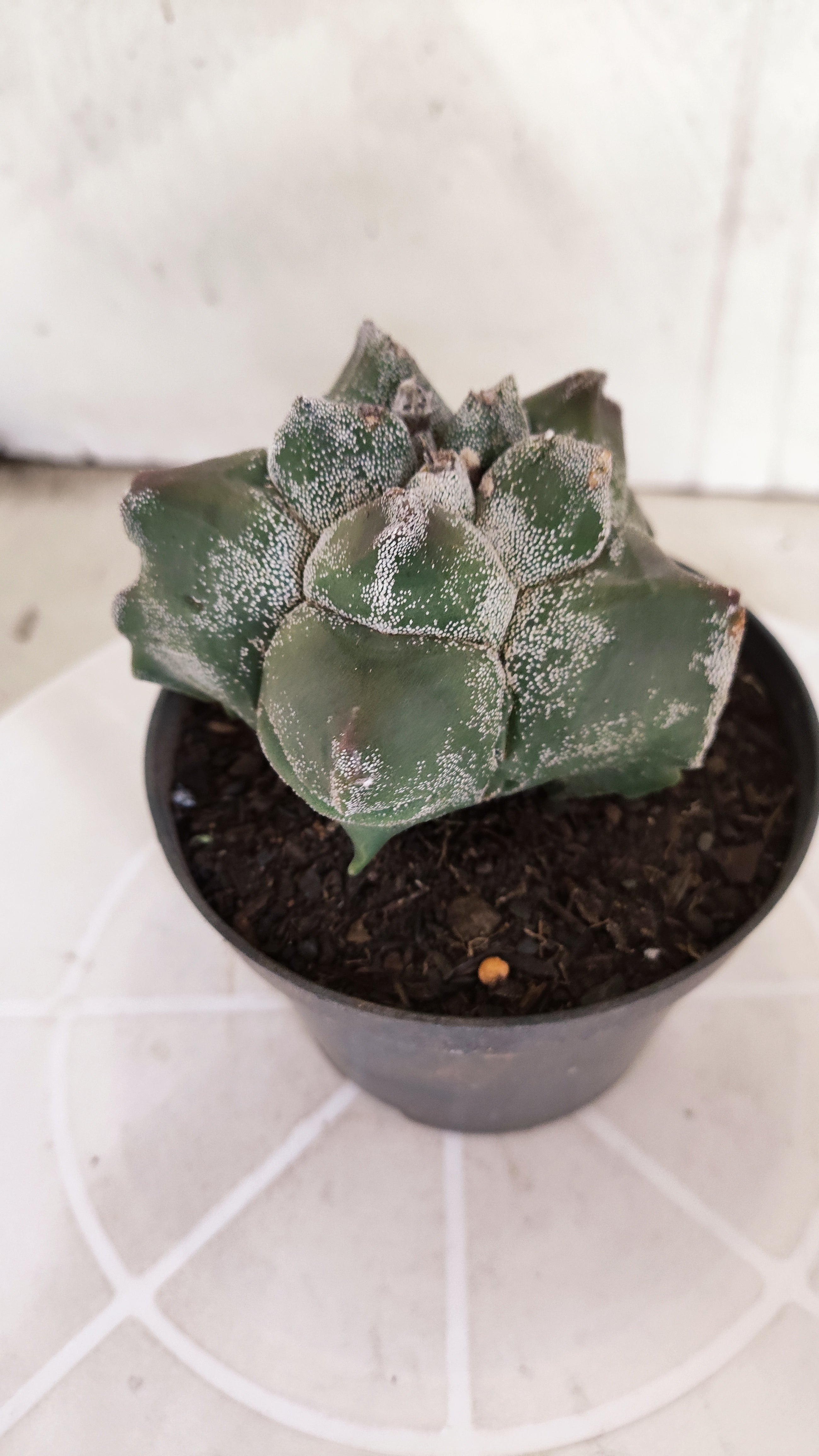 MATRIZ ASTROPHYTUM cv KIKKO   Nº 1330 – vaso 11