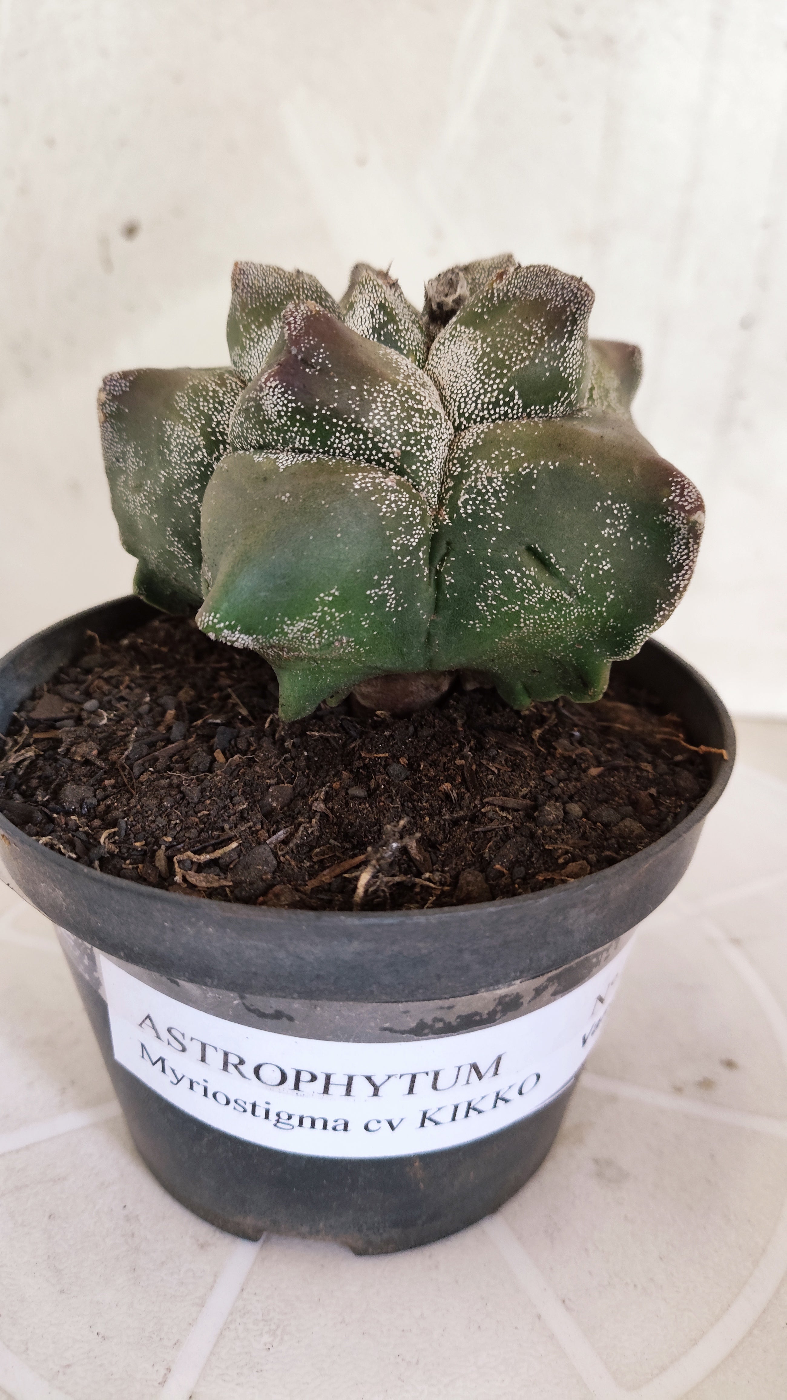 MATRIZ ASTROPHYTUM cv KIKKO   Nº 1330 – vaso 11