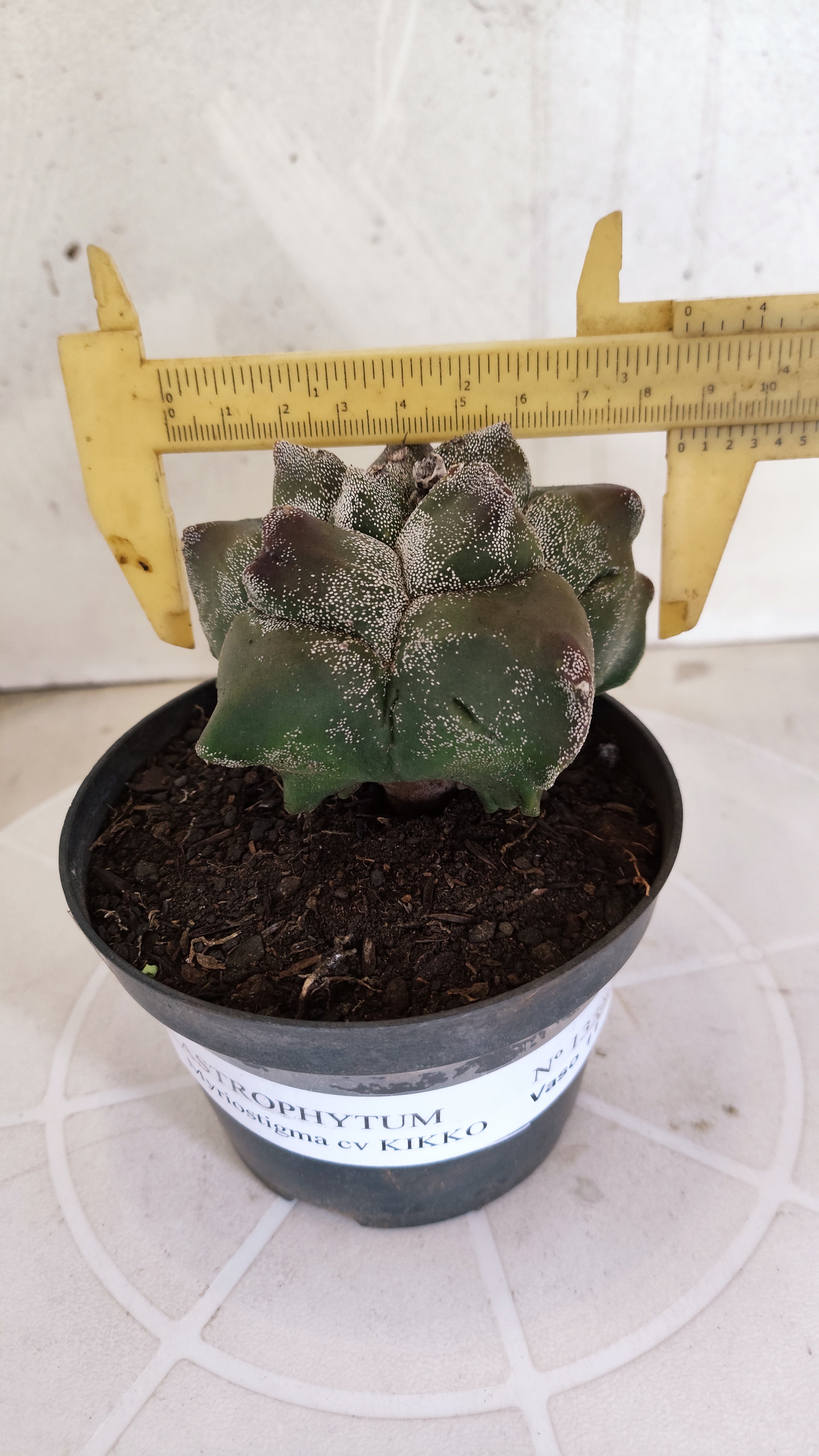 MATRIZ ASTROPHYTUM cv KIKKO   Nº 1330 – vaso 11
