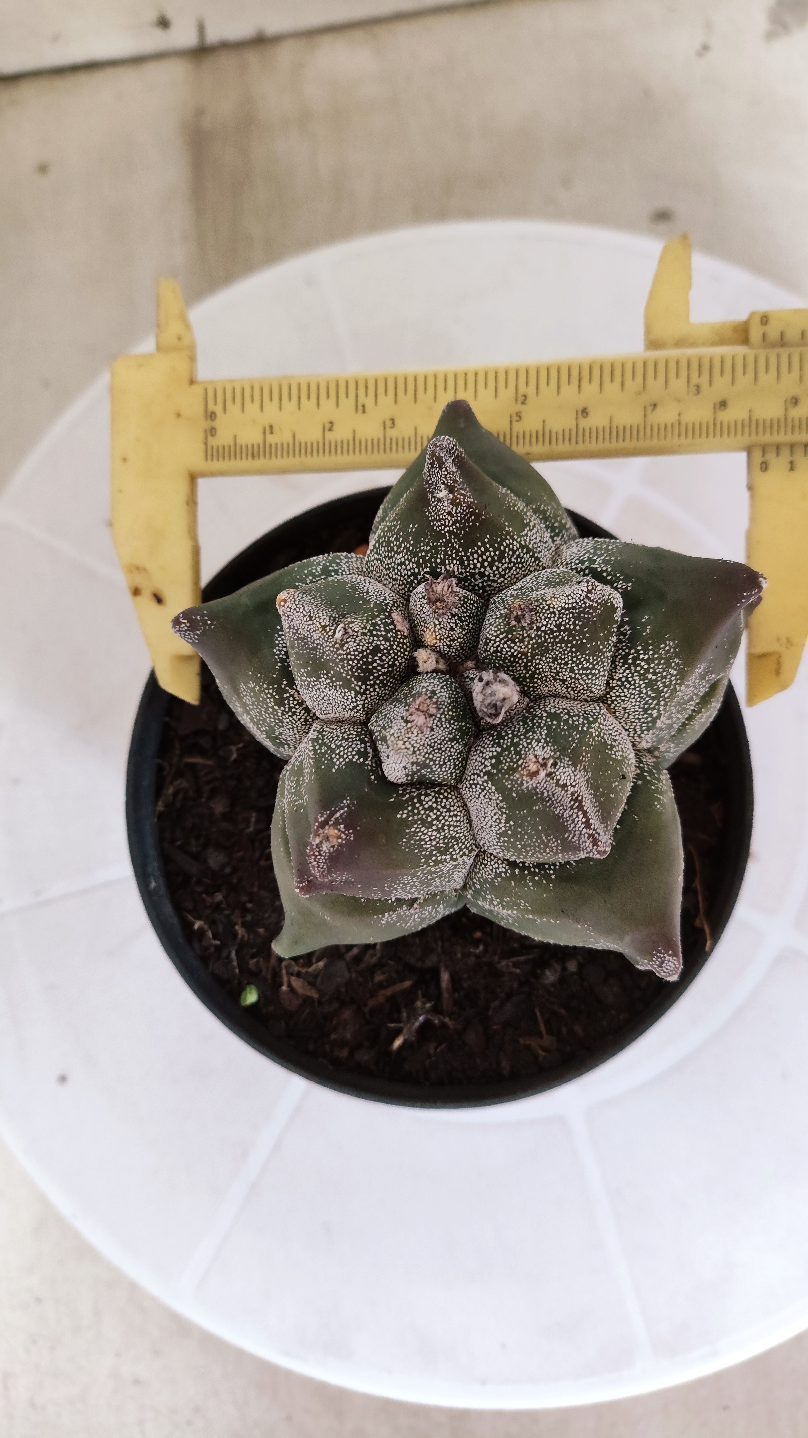 MATRIZ ASTROPHYTUM cv KIKKO   Nº 1330 – vaso 11