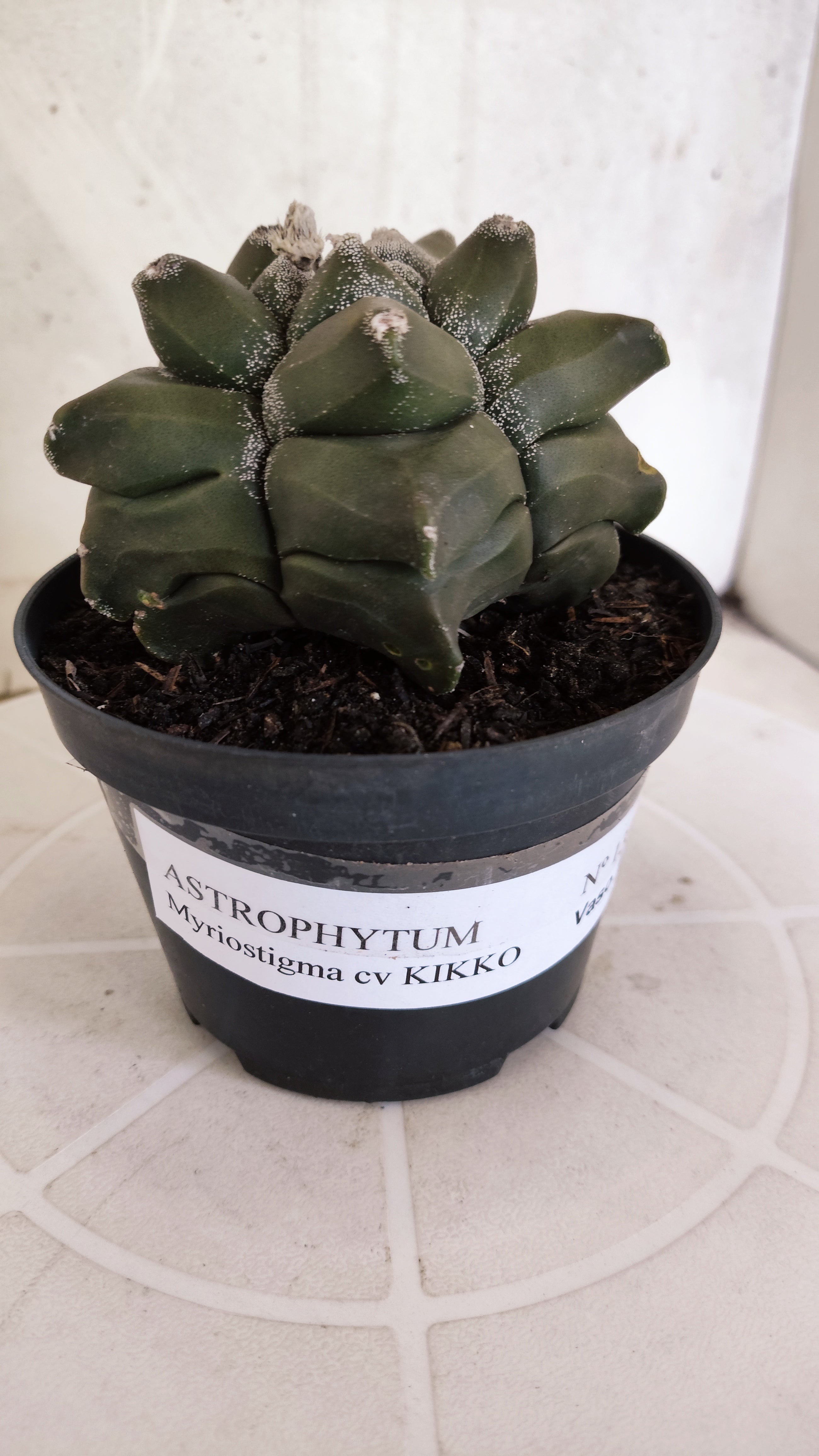 MATRIZ ASTROPHYTUM cv KIKKO   Nº 1331 – vaso 11