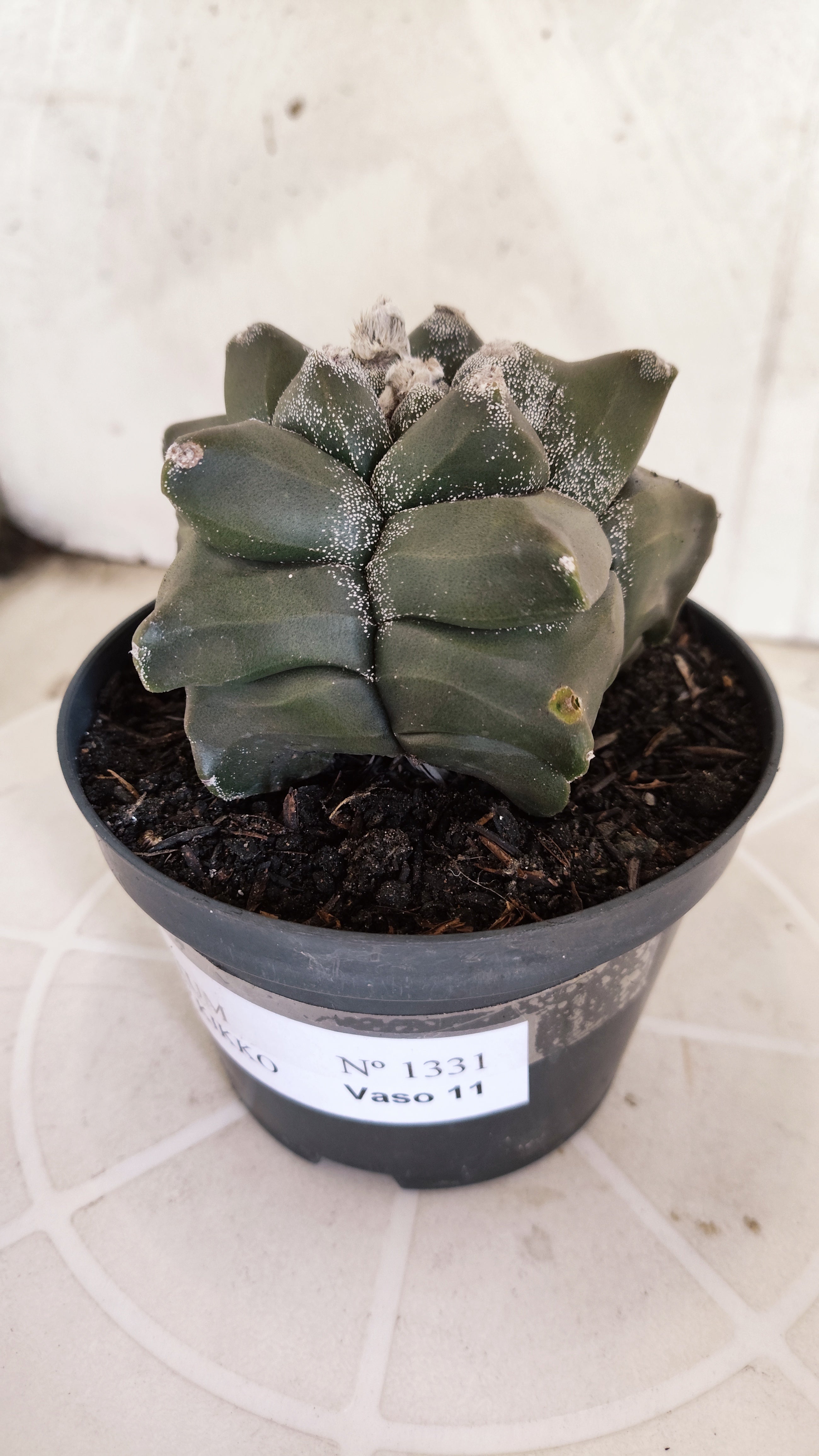MATRIZ ASTROPHYTUM cv KIKKO   Nº 1331 – vaso 11