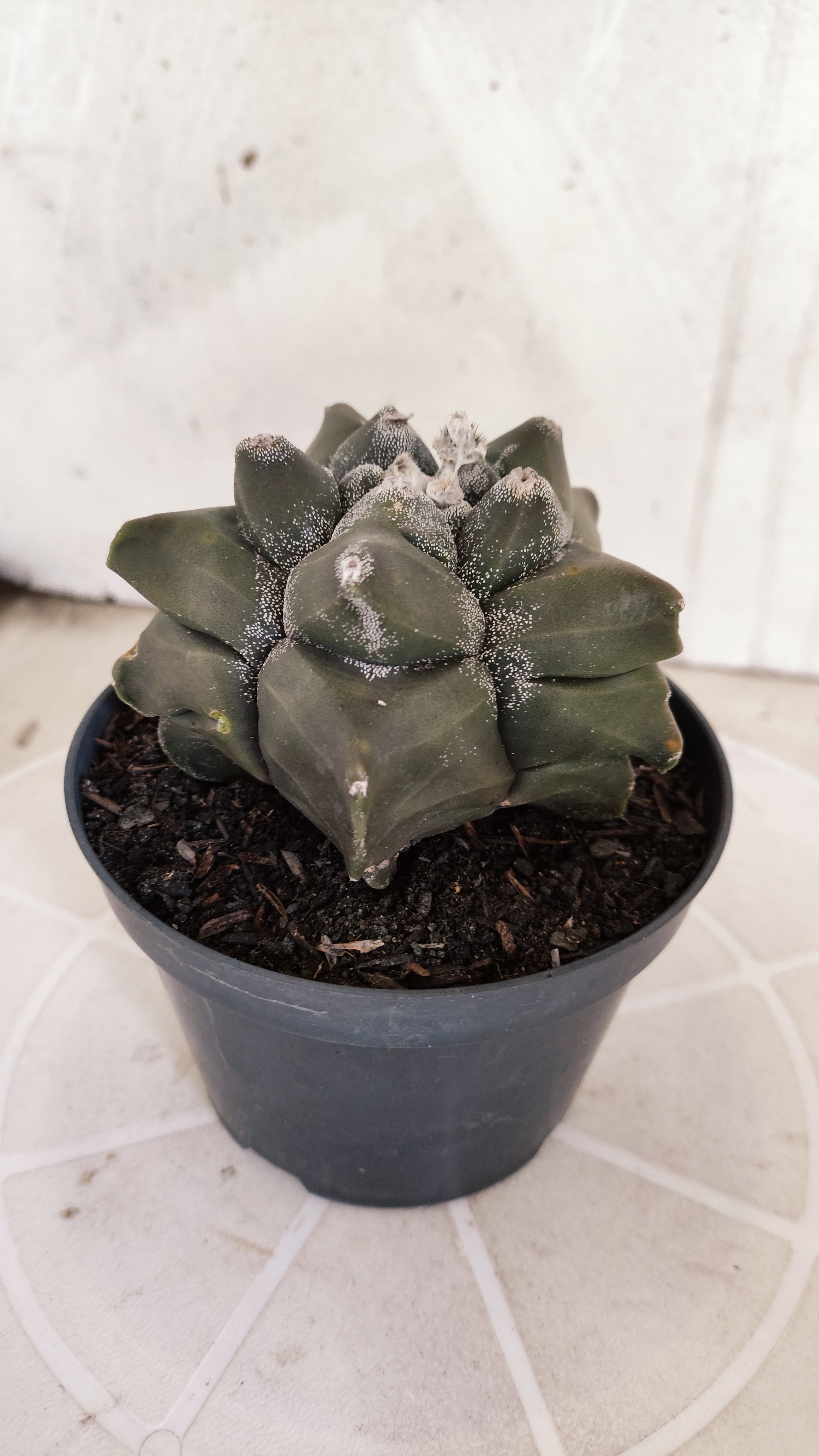 MATRIZ ASTROPHYTUM cv KIKKO   Nº 1331 – vaso 11