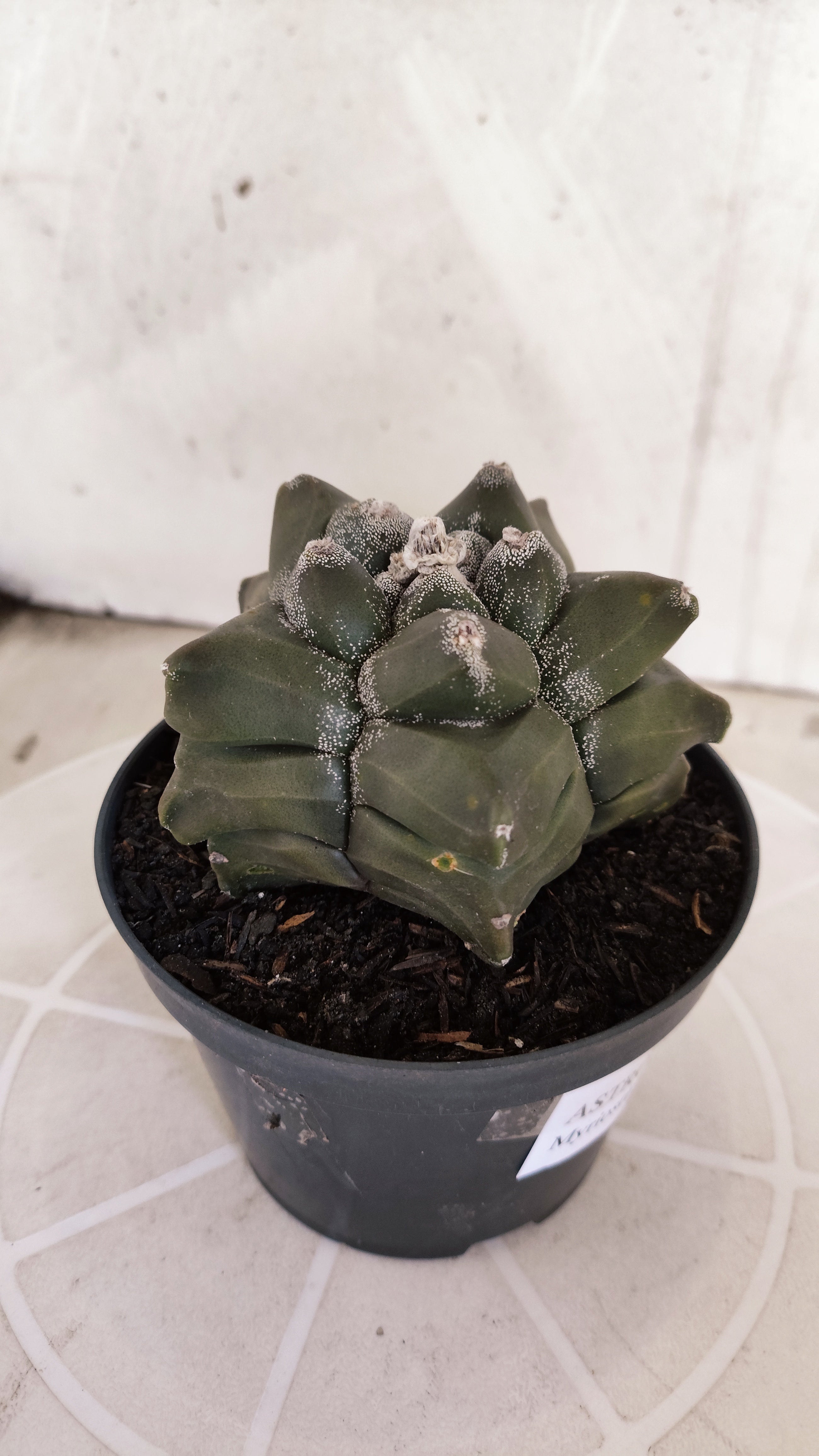 MATRIZ ASTROPHYTUM cv KIKKO   Nº 1331 – vaso 11