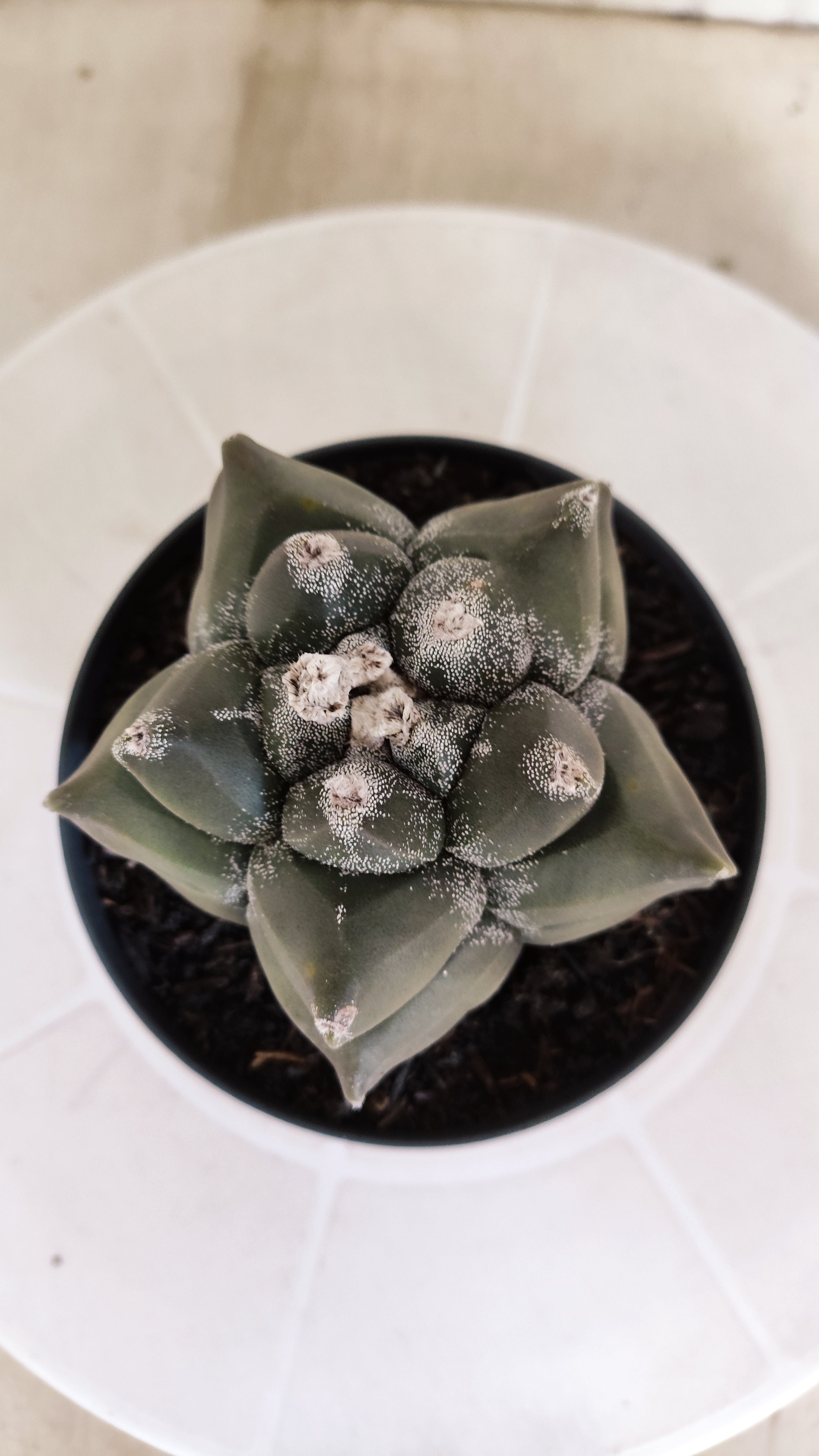 MATRIZ ASTROPHYTUM cv KIKKO   Nº 1331 – vaso 11
