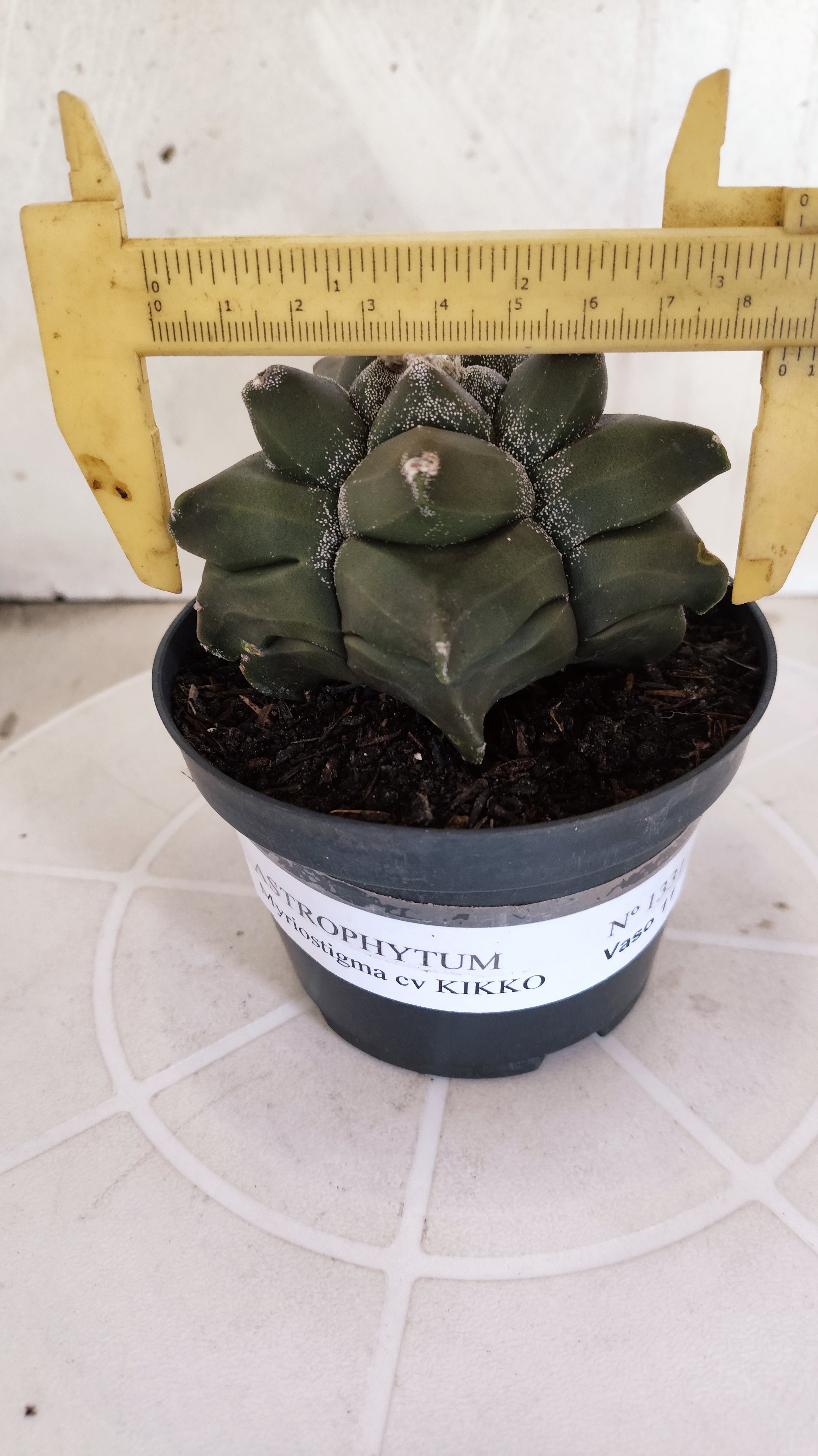 MATRIZ ASTROPHYTUM cv KIKKO   Nº 1331 – vaso 11