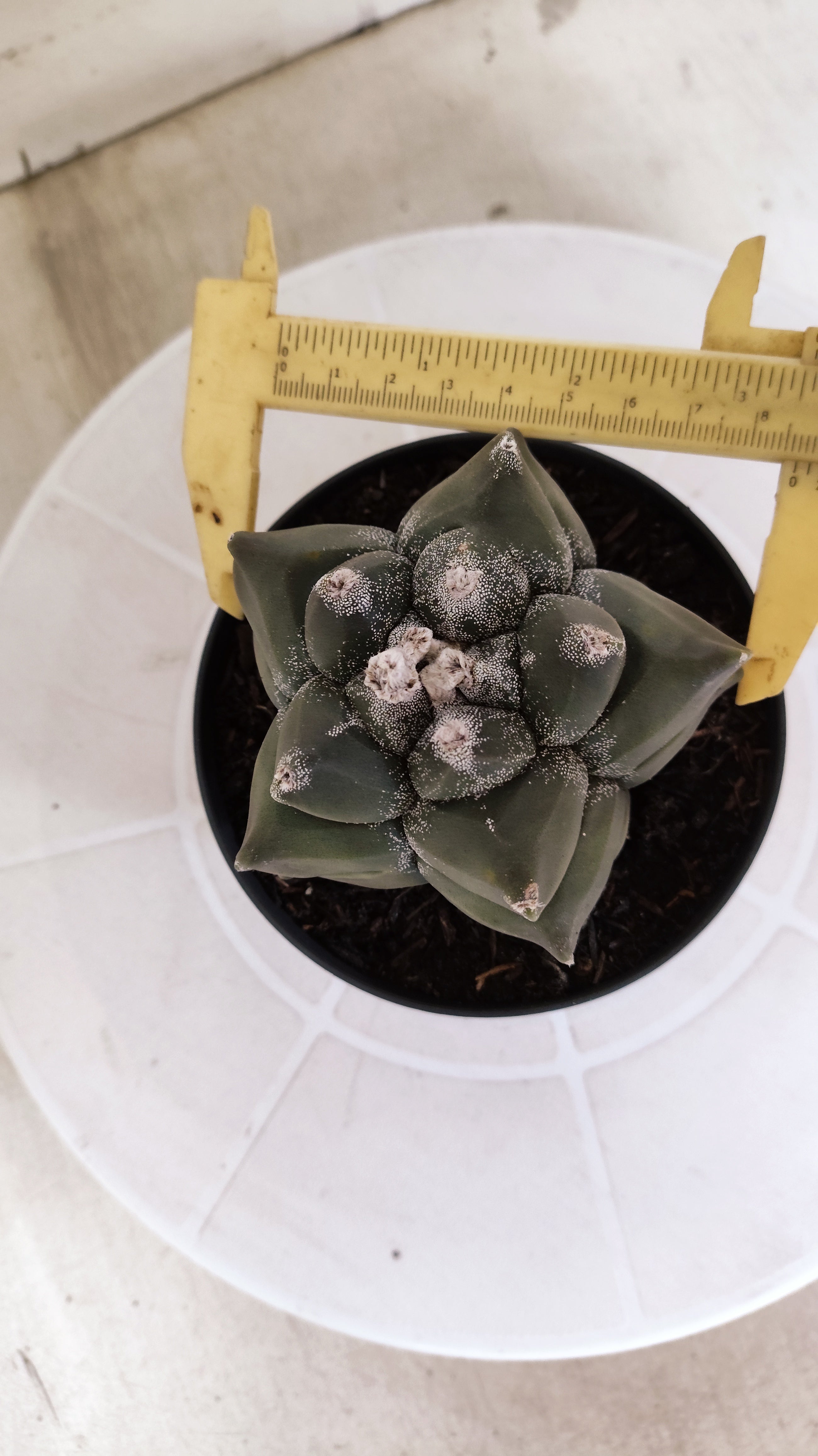 MATRIZ ASTROPHYTUM cv KIKKO   Nº 1331 – vaso 11