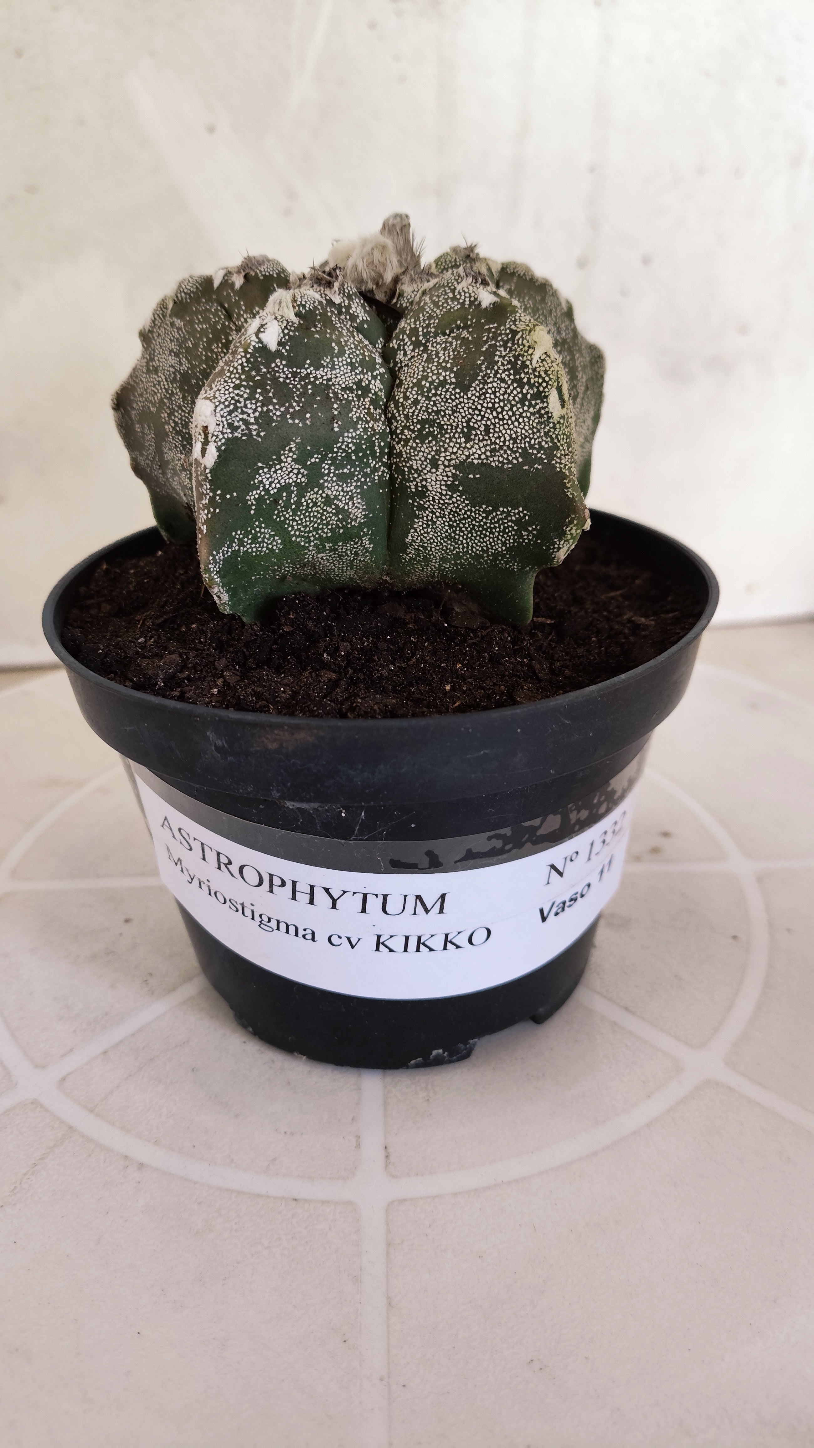 MATRIZ ASTROPHYTUM cv KIKKO   Nº 1332 – vaso 11