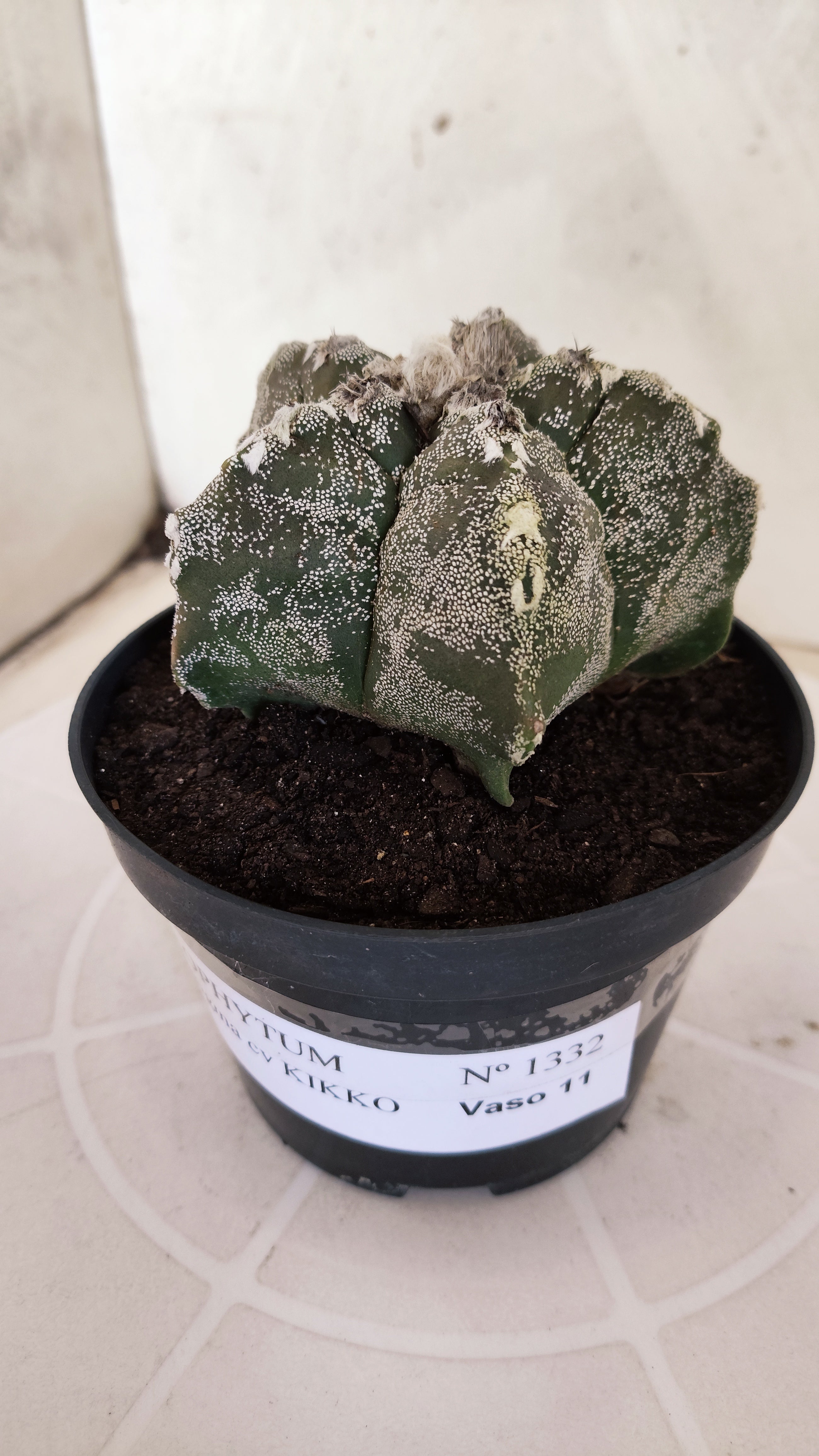 MATRIZ ASTROPHYTUM cv KIKKO   Nº 1332 – vaso 11