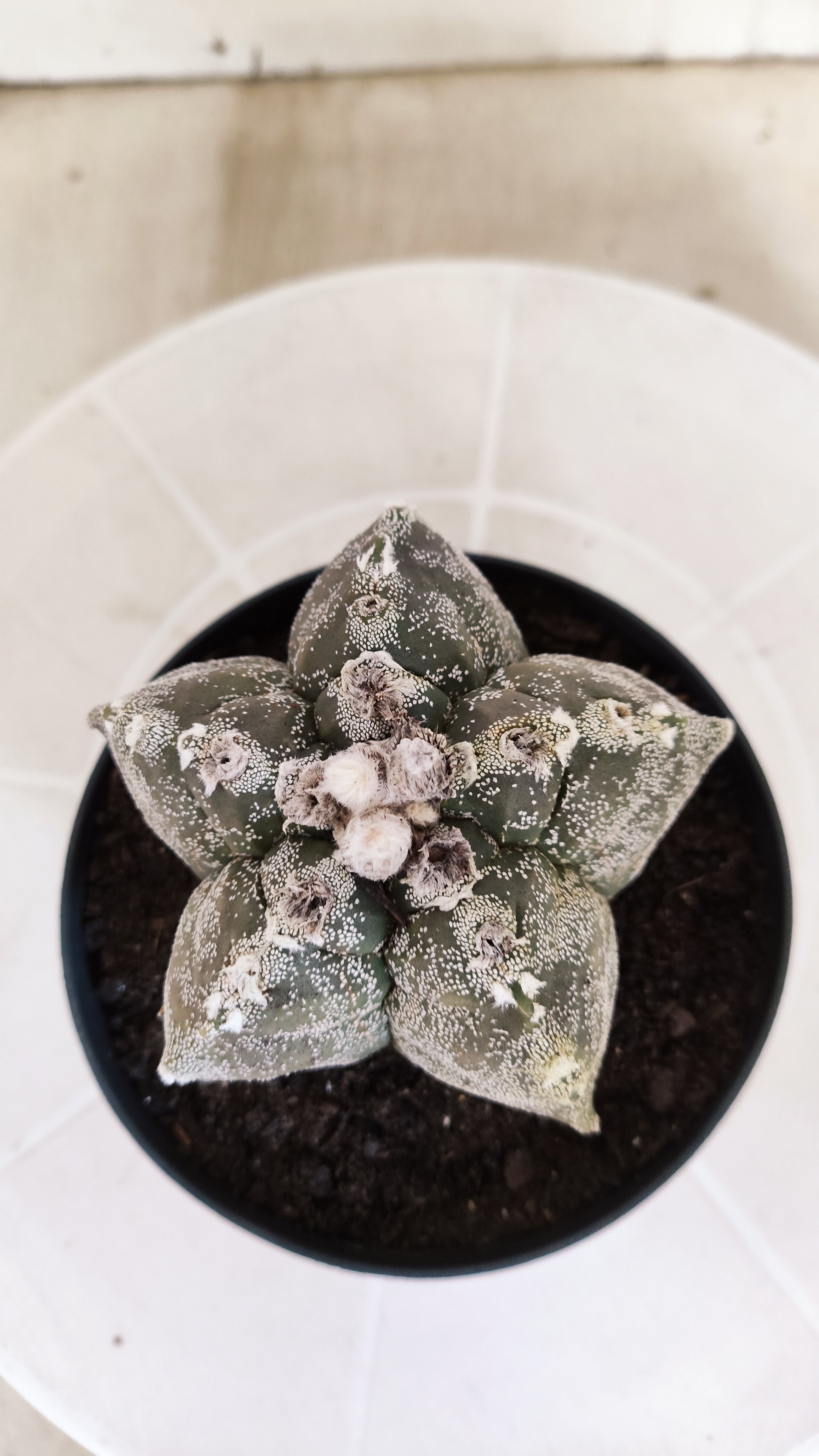 MATRIZ ASTROPHYTUM cv KIKKO   Nº 1332 – vaso 11