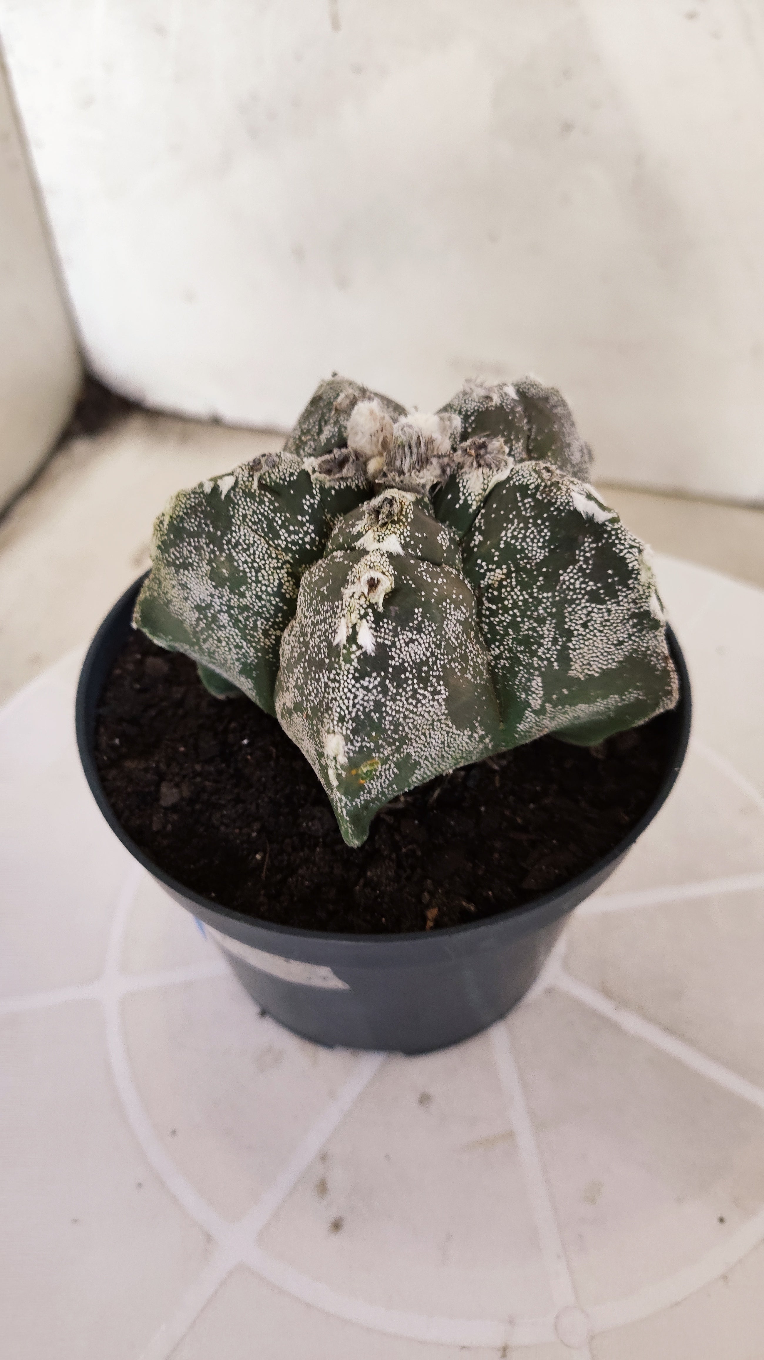MATRIZ ASTROPHYTUM cv KIKKO   Nº 1332 – vaso 11