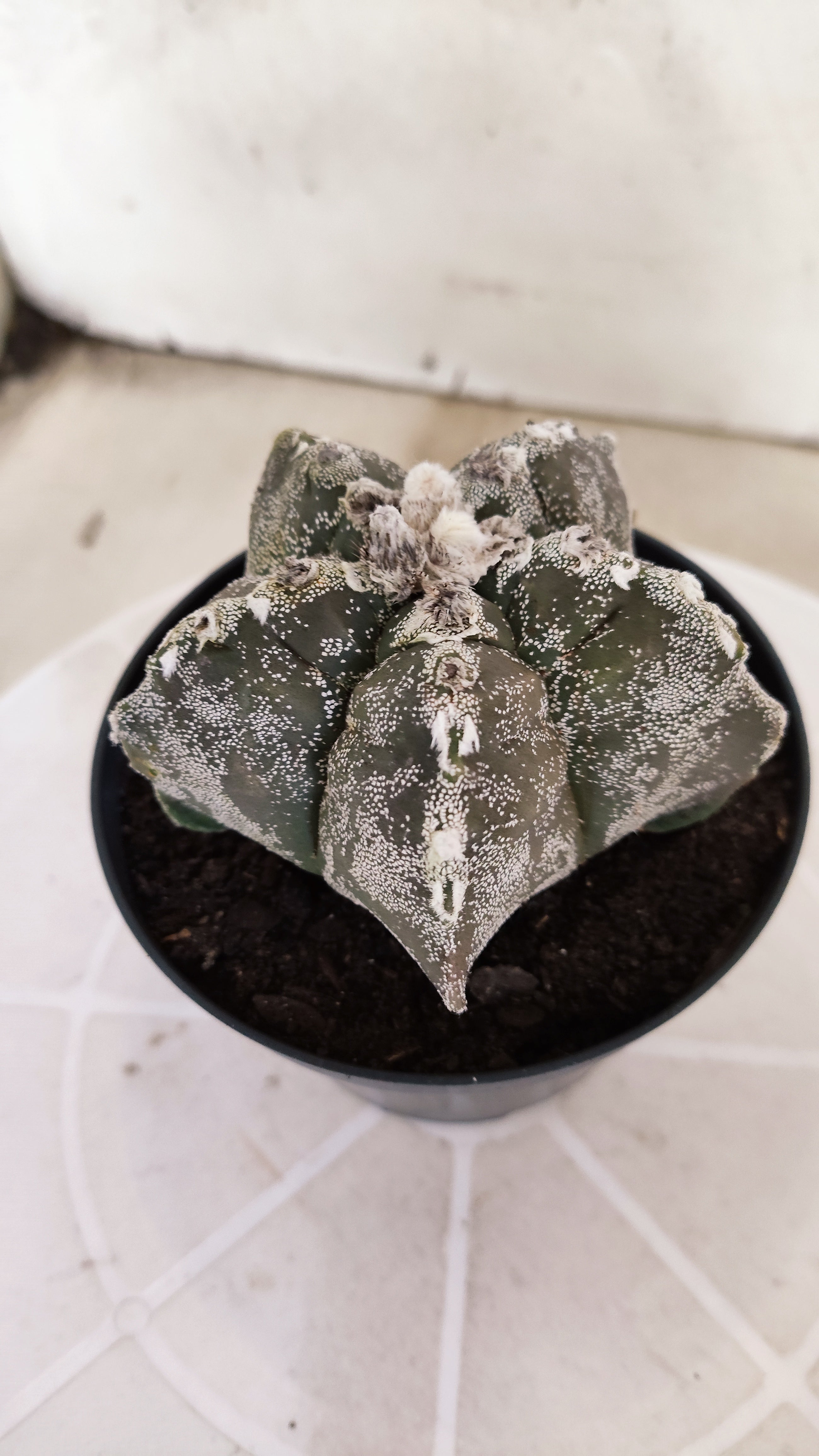 MATRIZ ASTROPHYTUM cv KIKKO   Nº 1332 – vaso 11