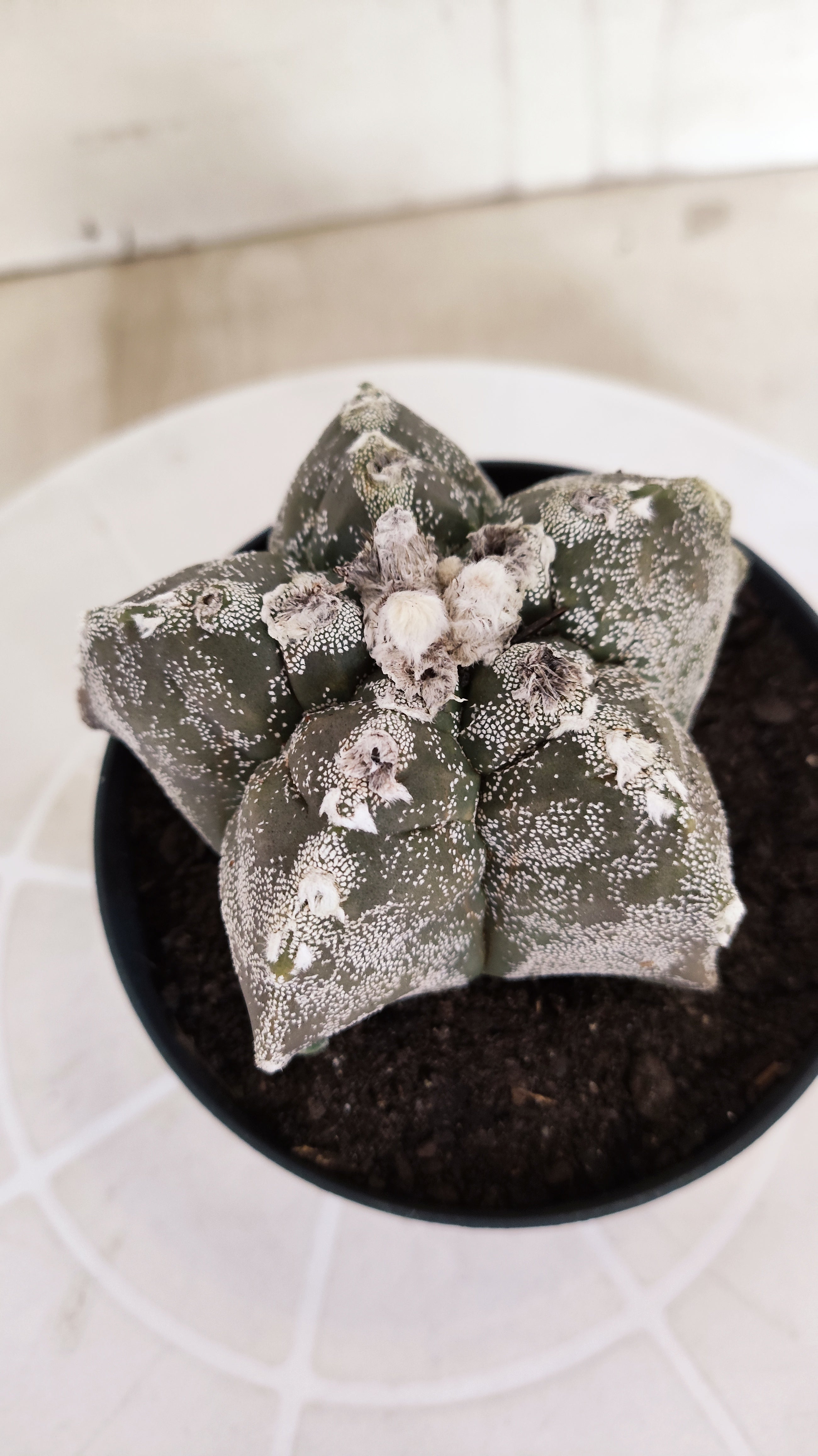 MATRIZ ASTROPHYTUM cv KIKKO   Nº 1332 – vaso 11